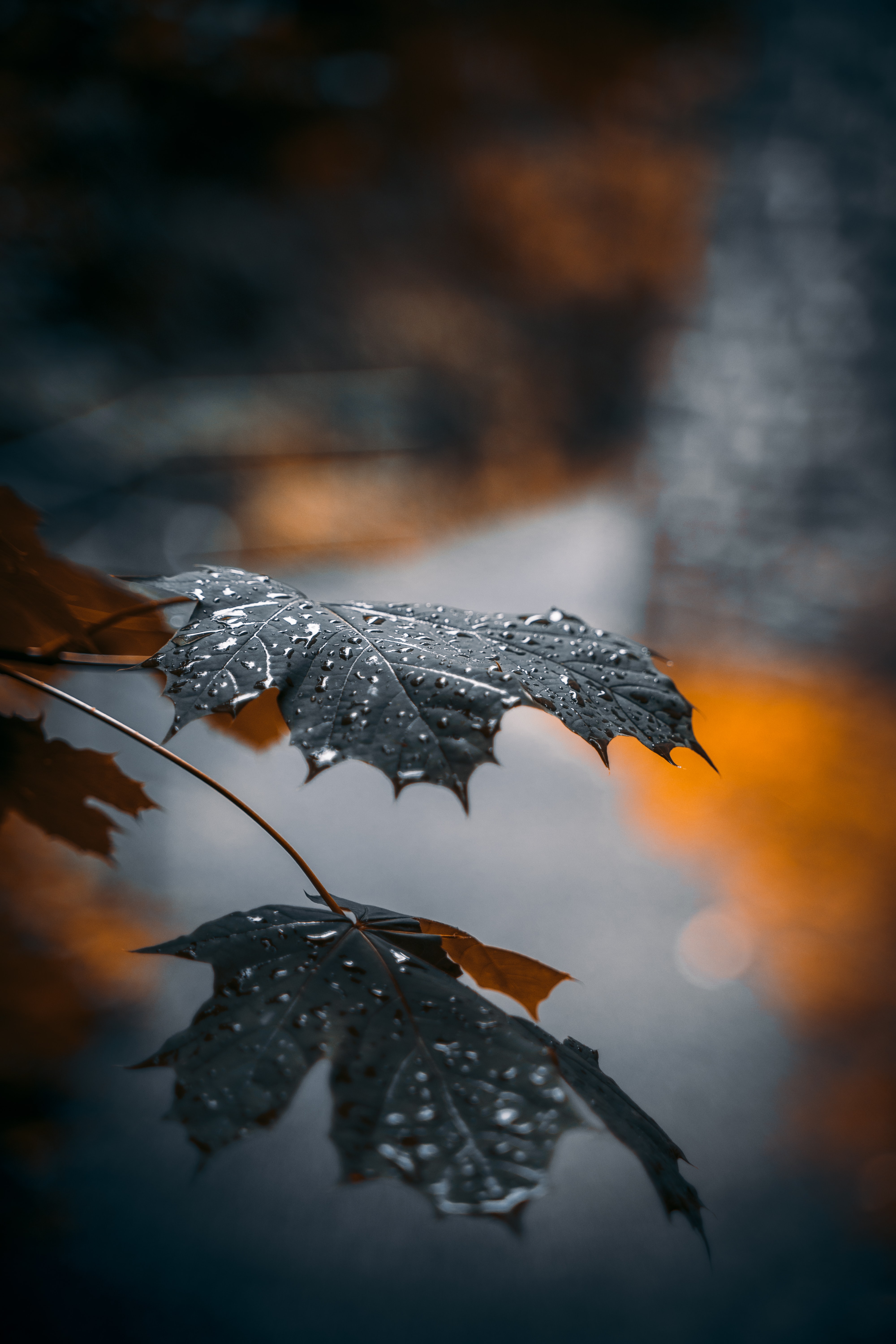 leaflet, macro, drops, reflection, maple for android