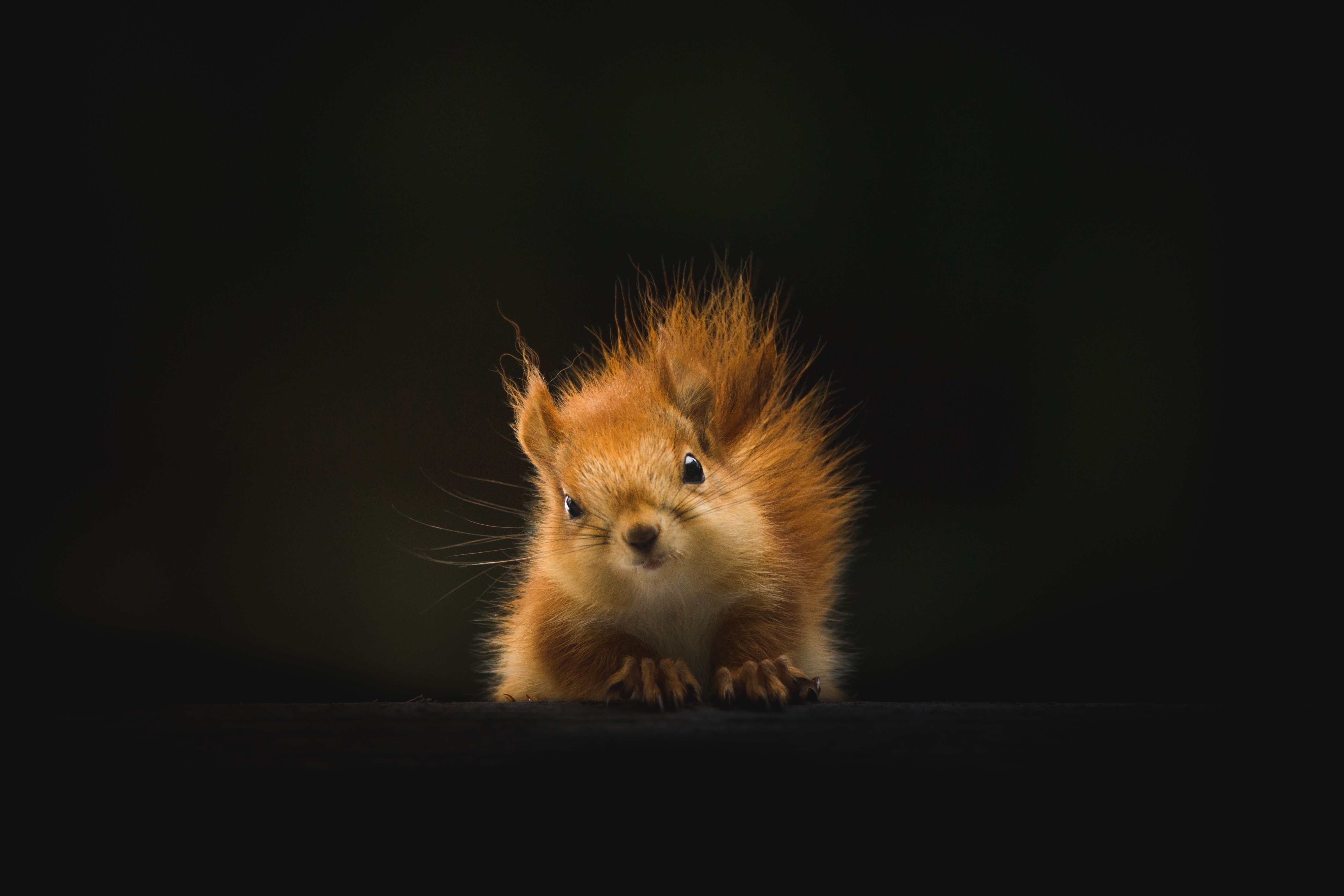100389 download wallpaper animal, animals, squirrel, fluffy screensavers and pictures for free