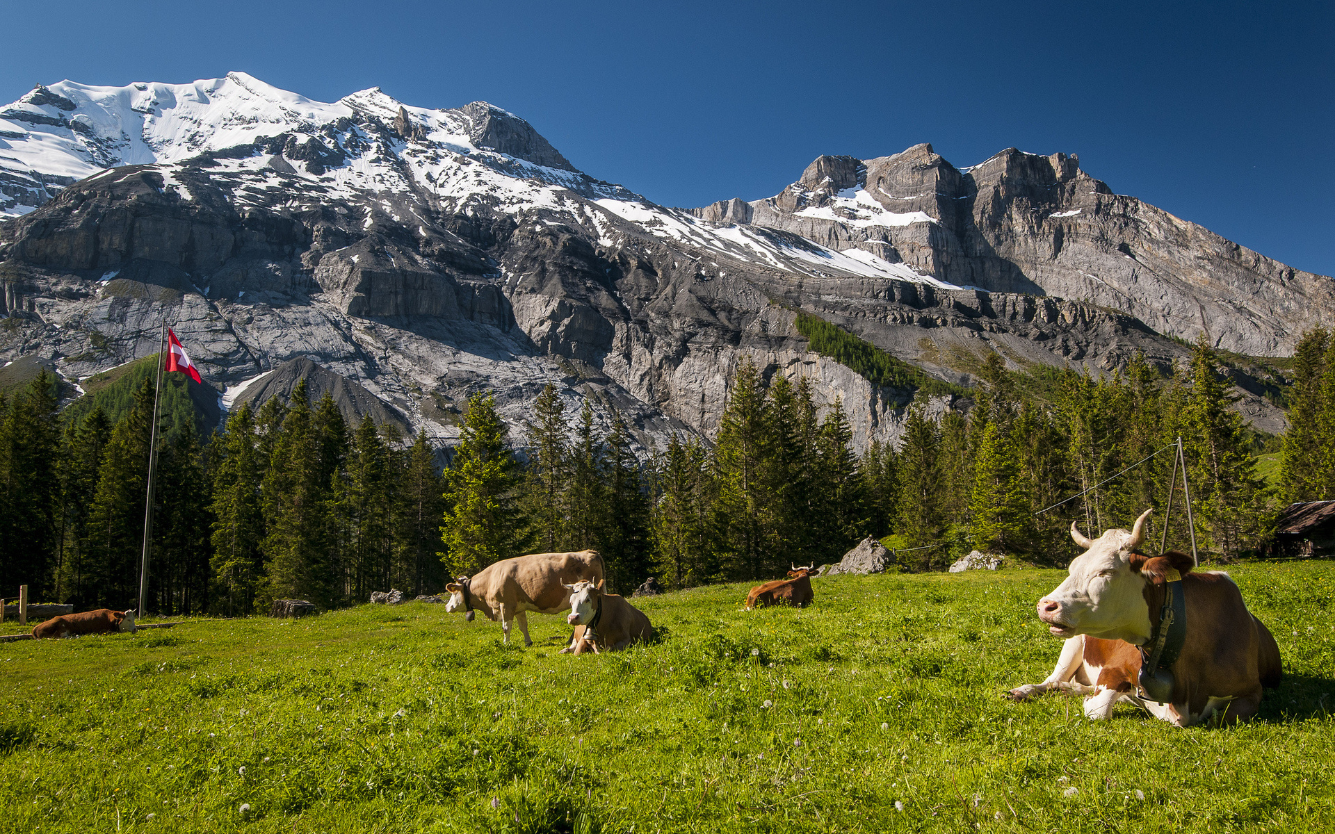 538148 免費下載壁紙 动物, 牛, 风景, 草地, 山, 瑞士 屏保和圖片