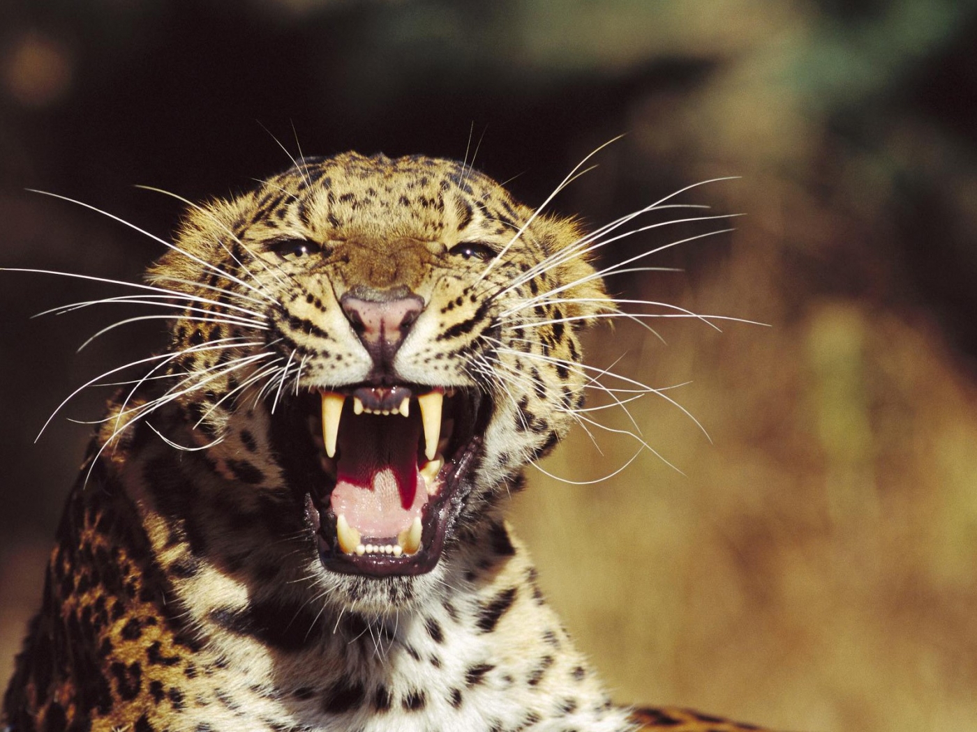 32214 Salvapantallas y fondos de pantalla Leopardos en tu teléfono. Descarga imágenes de animales gratis