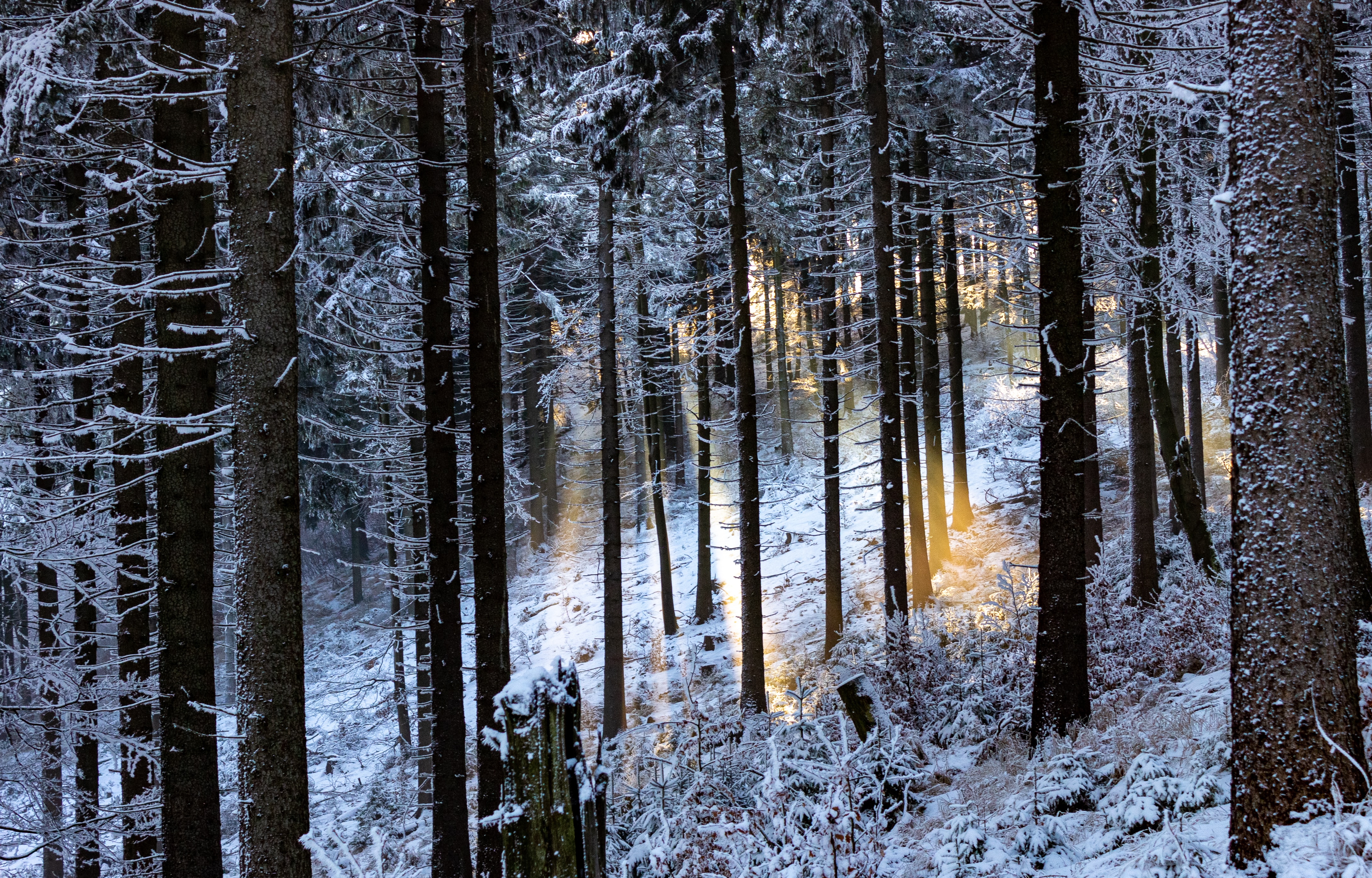 Free Images glare, nature, rays, winter forest Beams