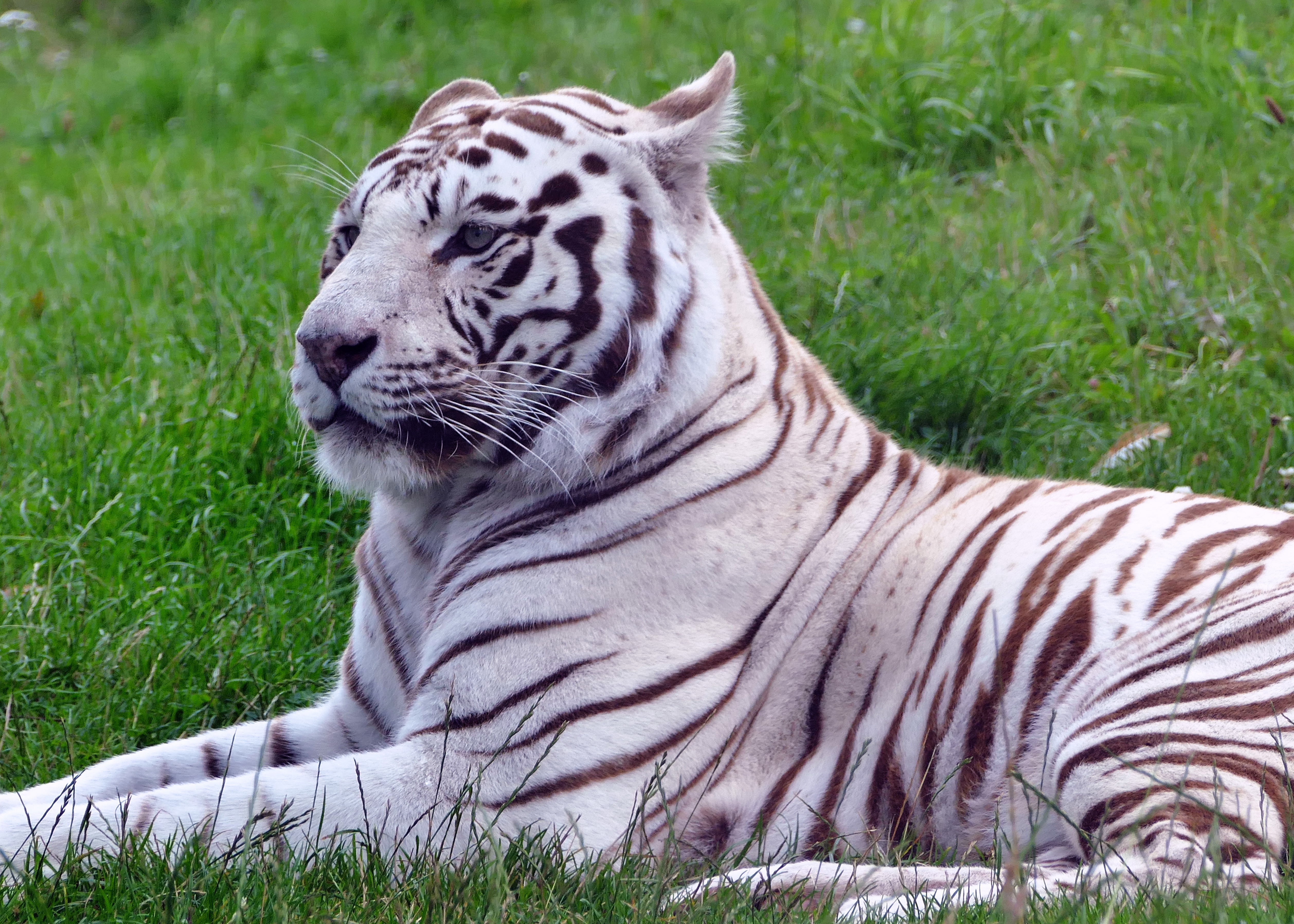 64718 Bild herunterladen tiere, grass, lügen, liegt, raubtier, predator, tiger - Hintergrundbilder und Bildschirmschoner kostenlos