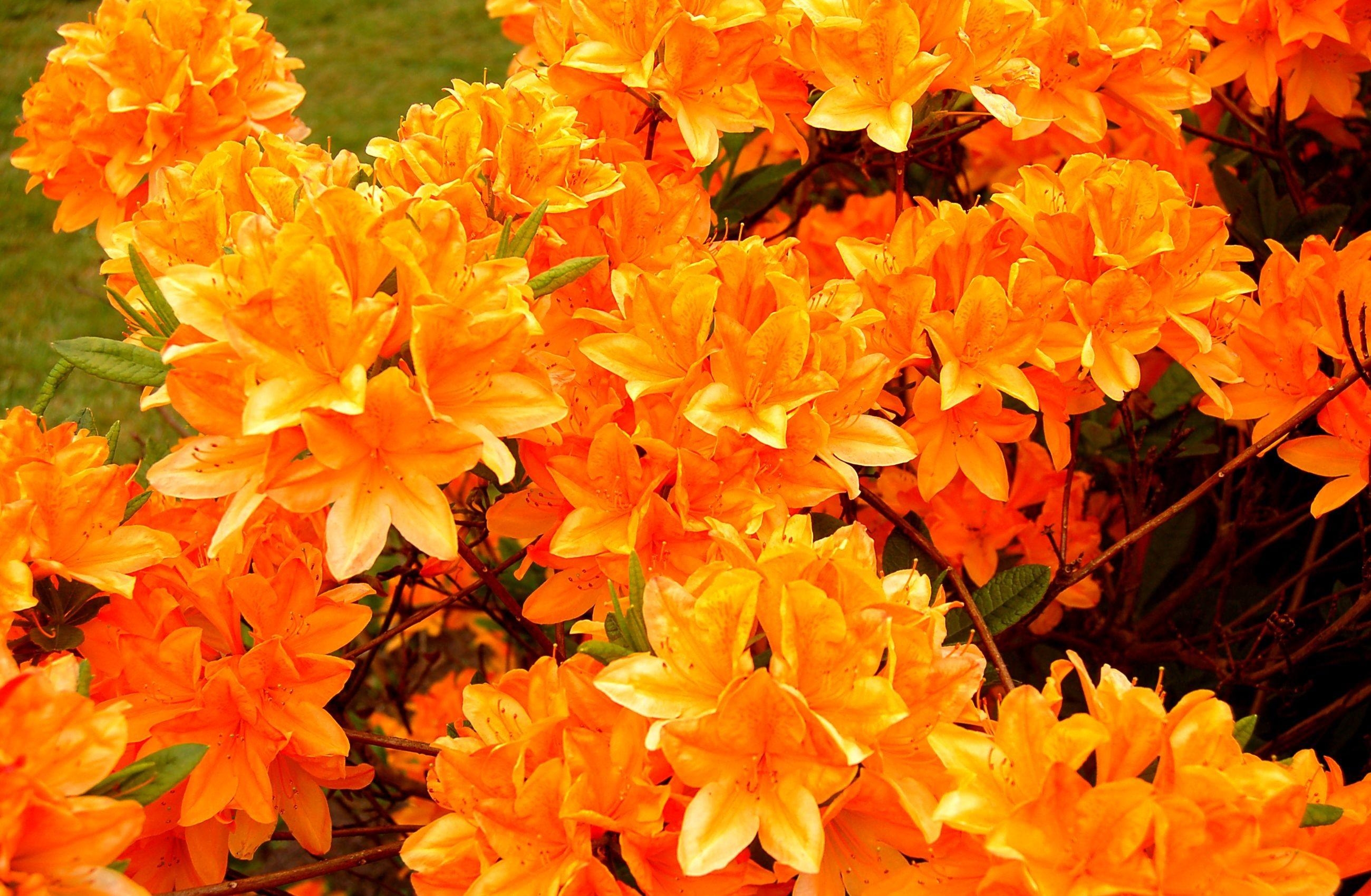 55406 Hintergrundbild herunterladen blumen, orange, hell, blühen, blühenden, azalee, azalea - Bildschirmschoner und Bilder kostenlos