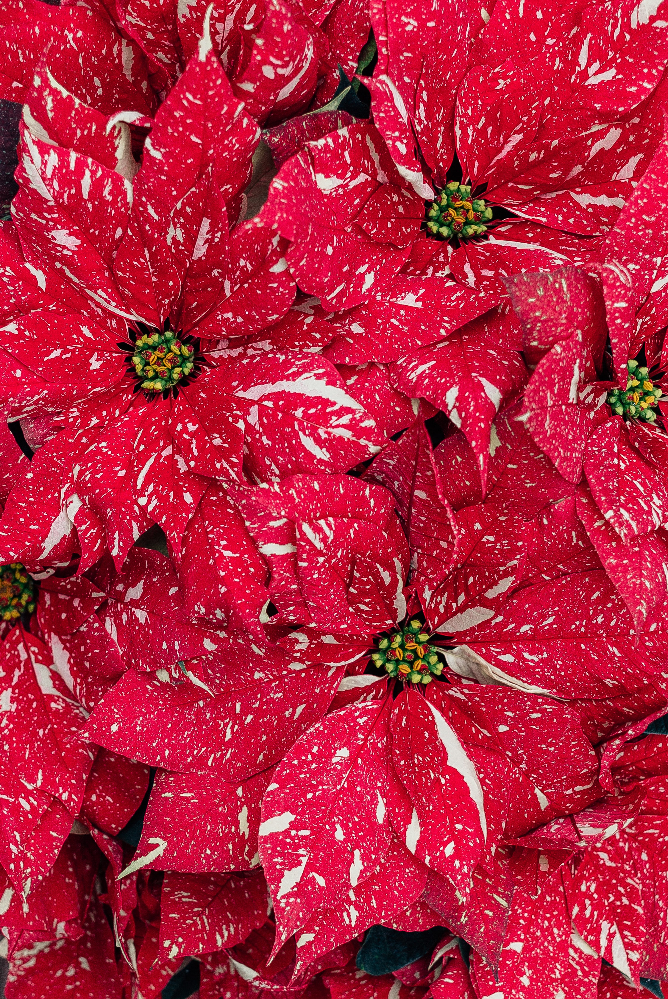 119992壁紙のダウンロード植物, フラワーズ, 赤, 工場, 大きい, マクロ, 赤い, ポインセチア-スクリーンセーバーと写真を無料で