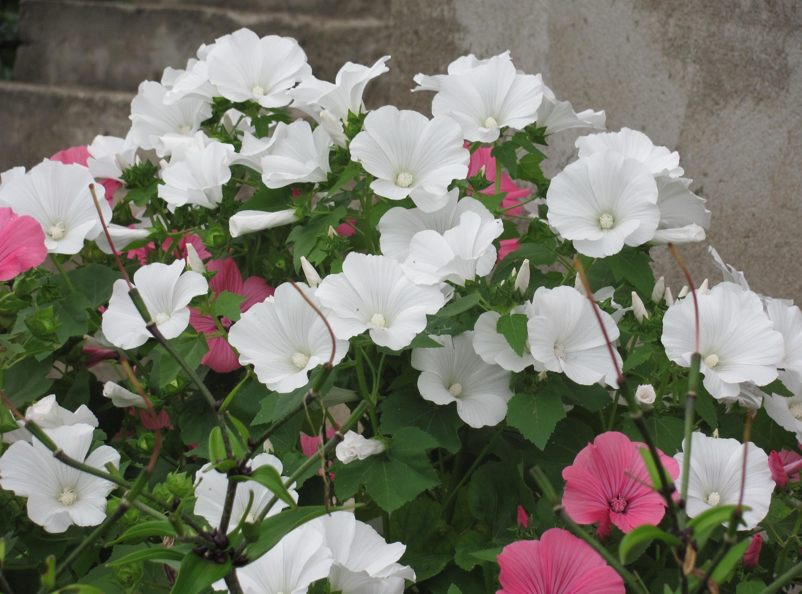 flowers, greens, flowerbed, flower bed, handsomely, it's beautiful, lavatera