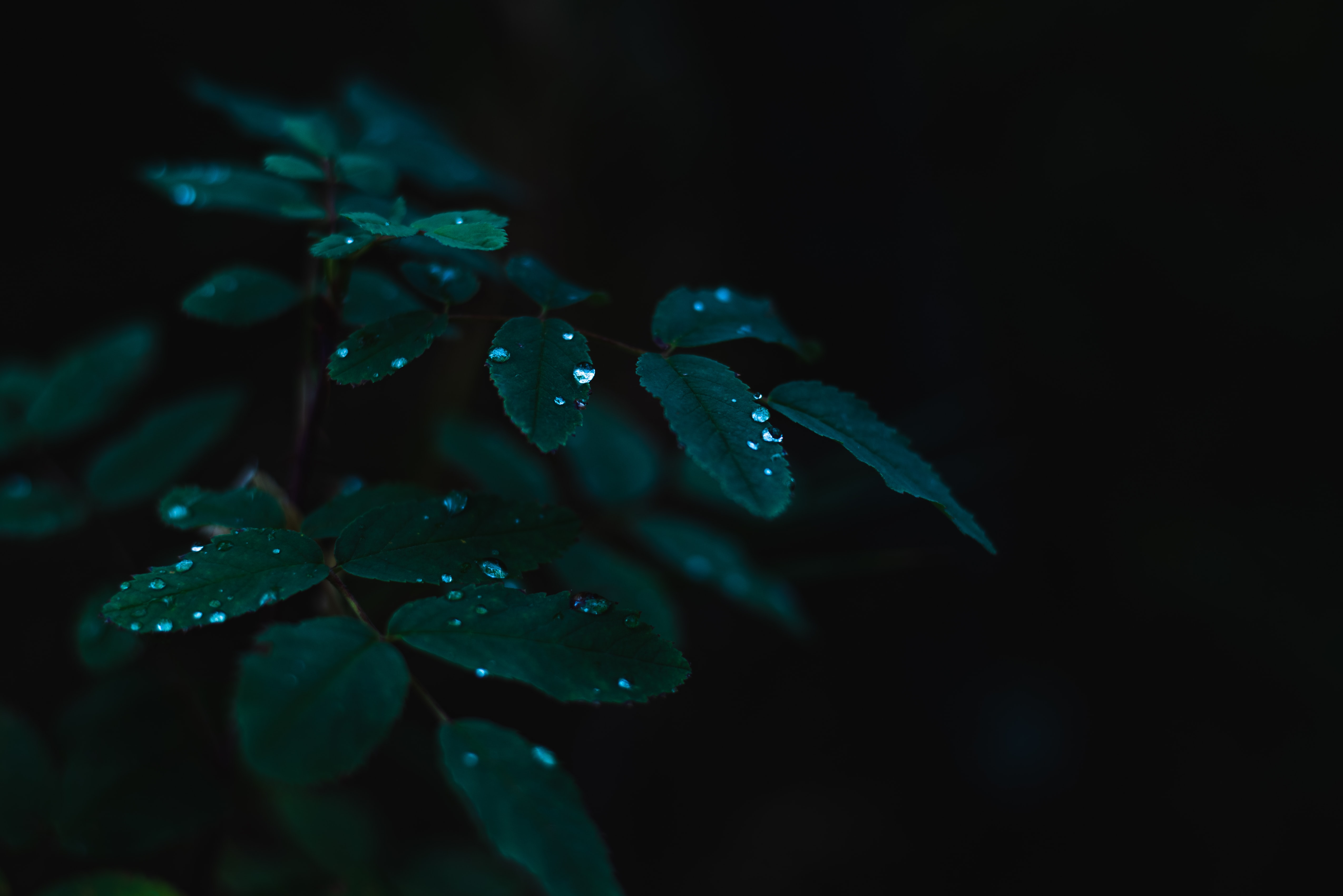dew, drops, leaves, plant, wet, dark