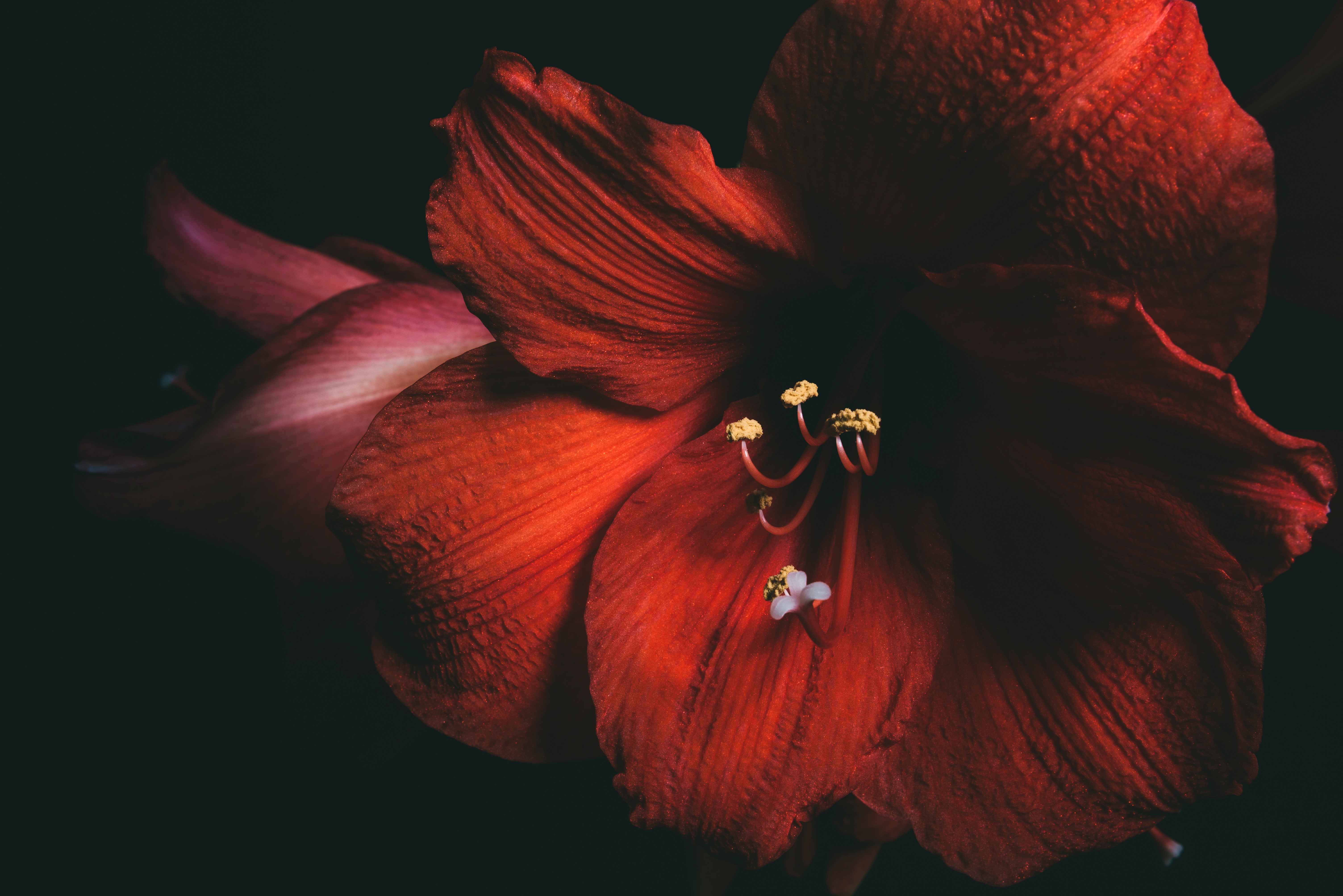 close up, flower, red, macro, petals, amaryllis Free Stock Photo