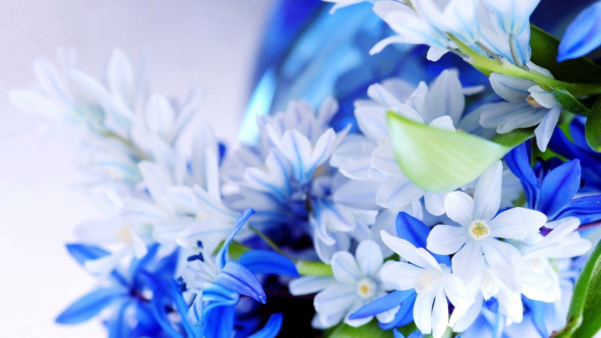 156944 Заставки і шпалери Букет на телефон. Завантажити синій, квіти, пелюстки, білий картинки безкоштовно
