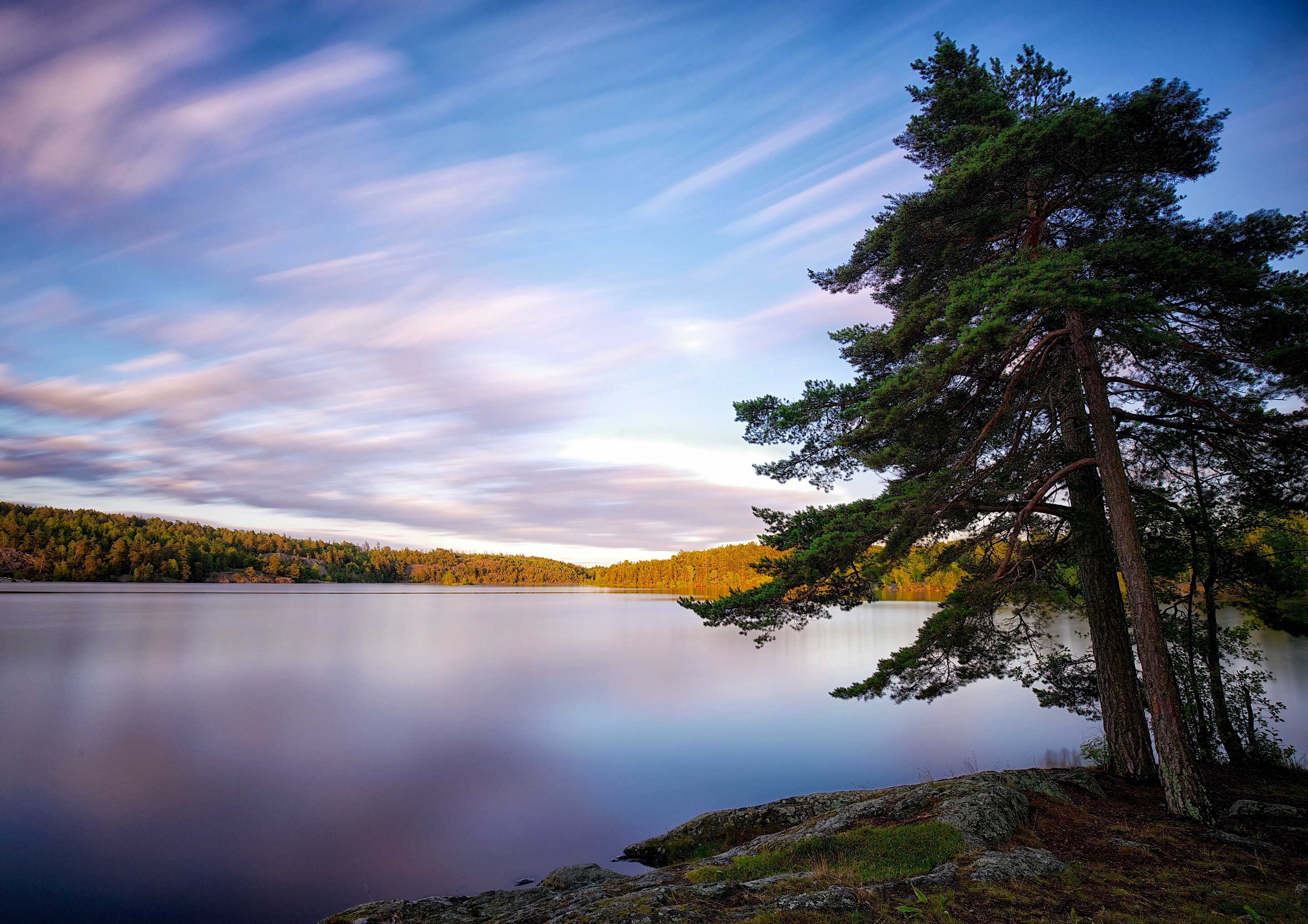 sweden, nature, lake, wood, tree 8K