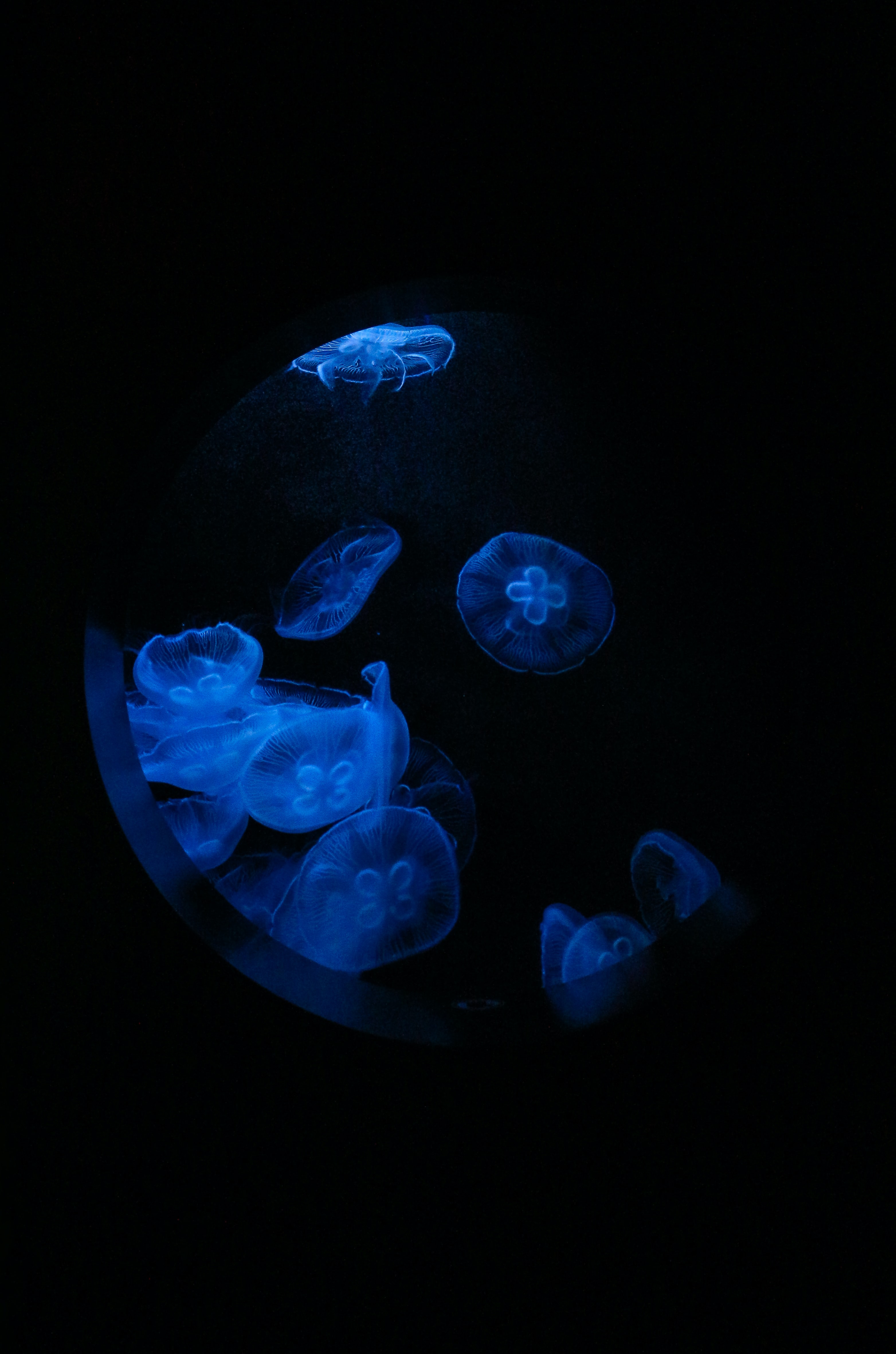 Mobile Wallpaper Under Water jellyfish, glow, animals, water