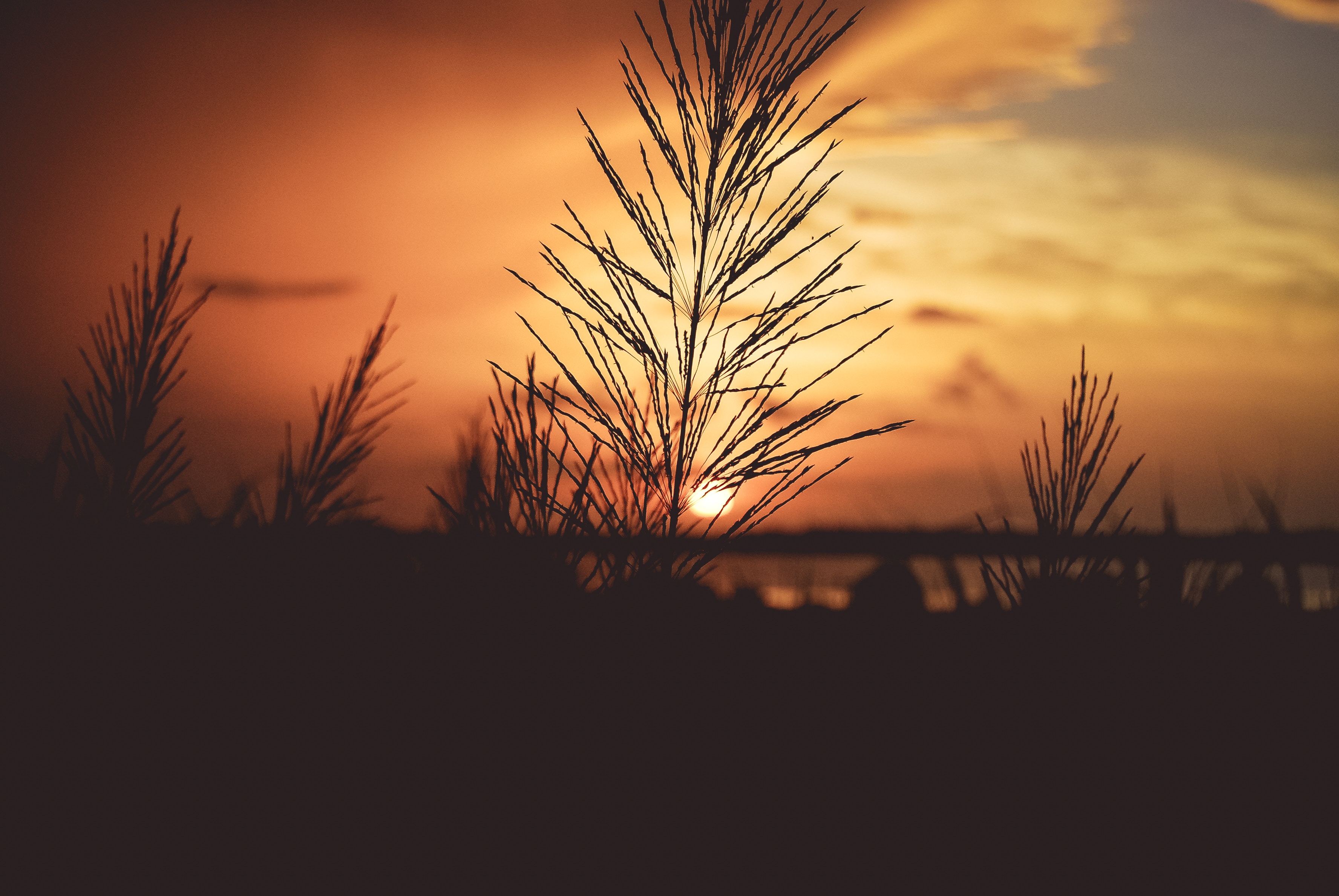 1080p pic dawn, stem, plant, nature