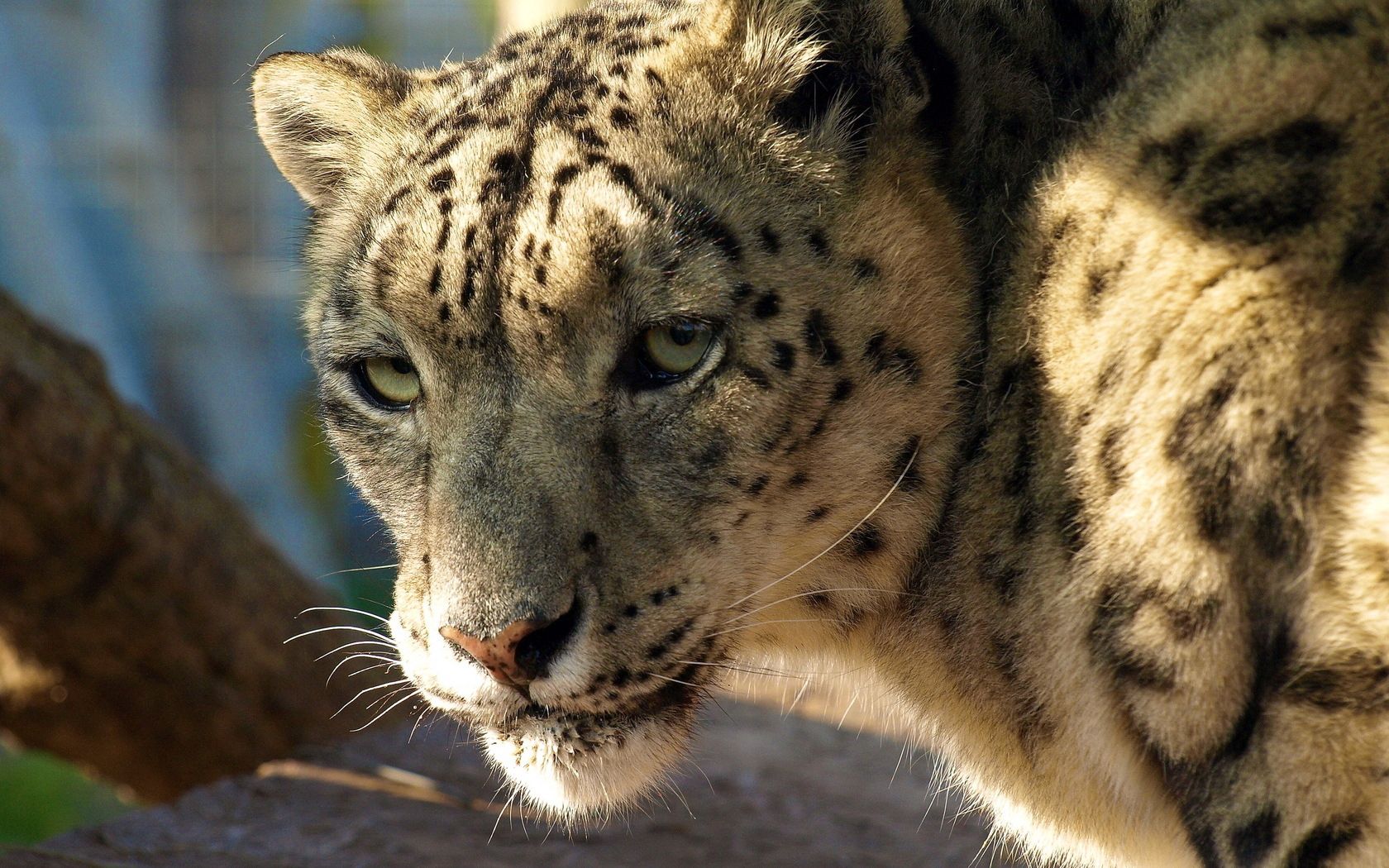 103618 économiseurs d'écran et fonds d'écran Snow Leopard sur votre téléphone. Téléchargez animaux, museau, fauve, muselière images gratuitement