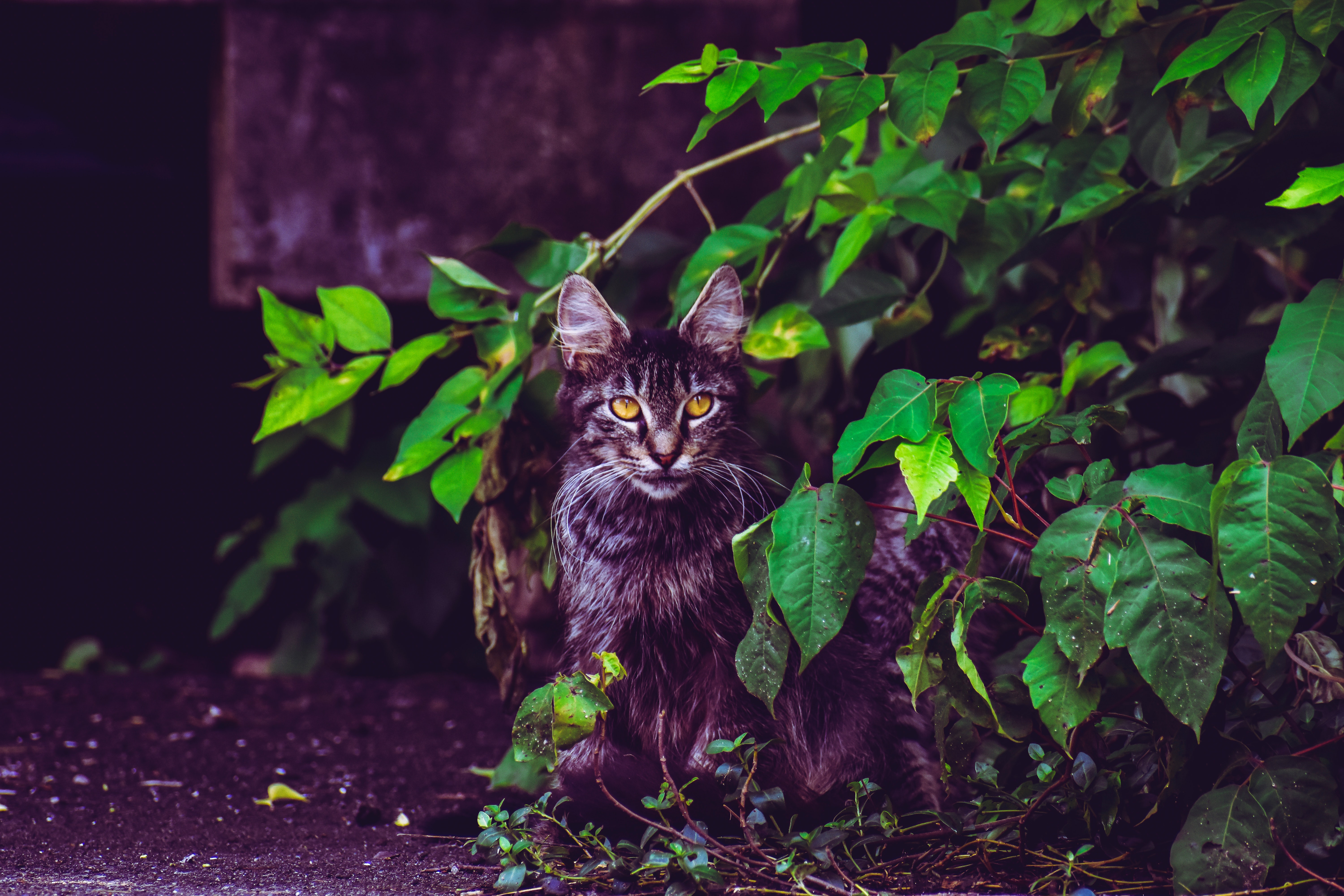 cat, animals, fluffy, foliage, is sitting, sits images