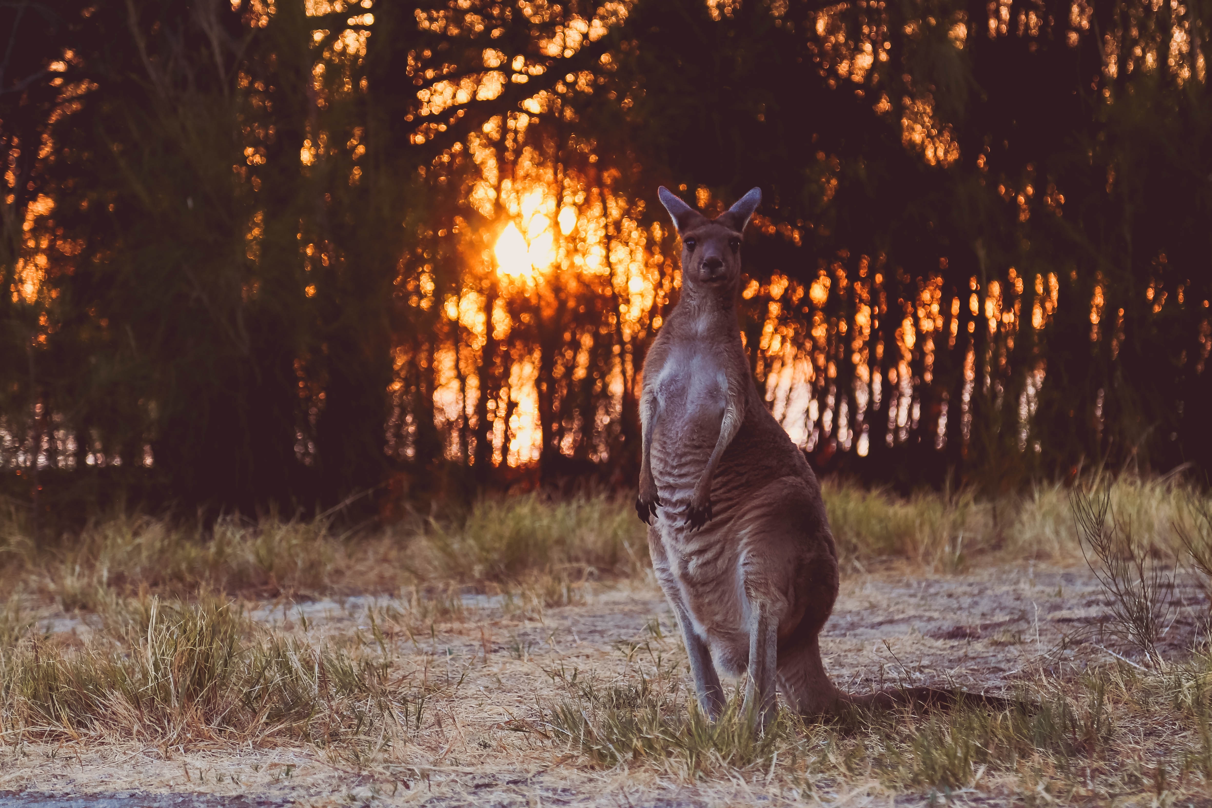 Laden Sie das Tiere, Sunset, Kangaroo, Wilde Natur, Wildlife, Komisch, Lustig-Bild kostenlos auf Ihren PC-Desktop herunter