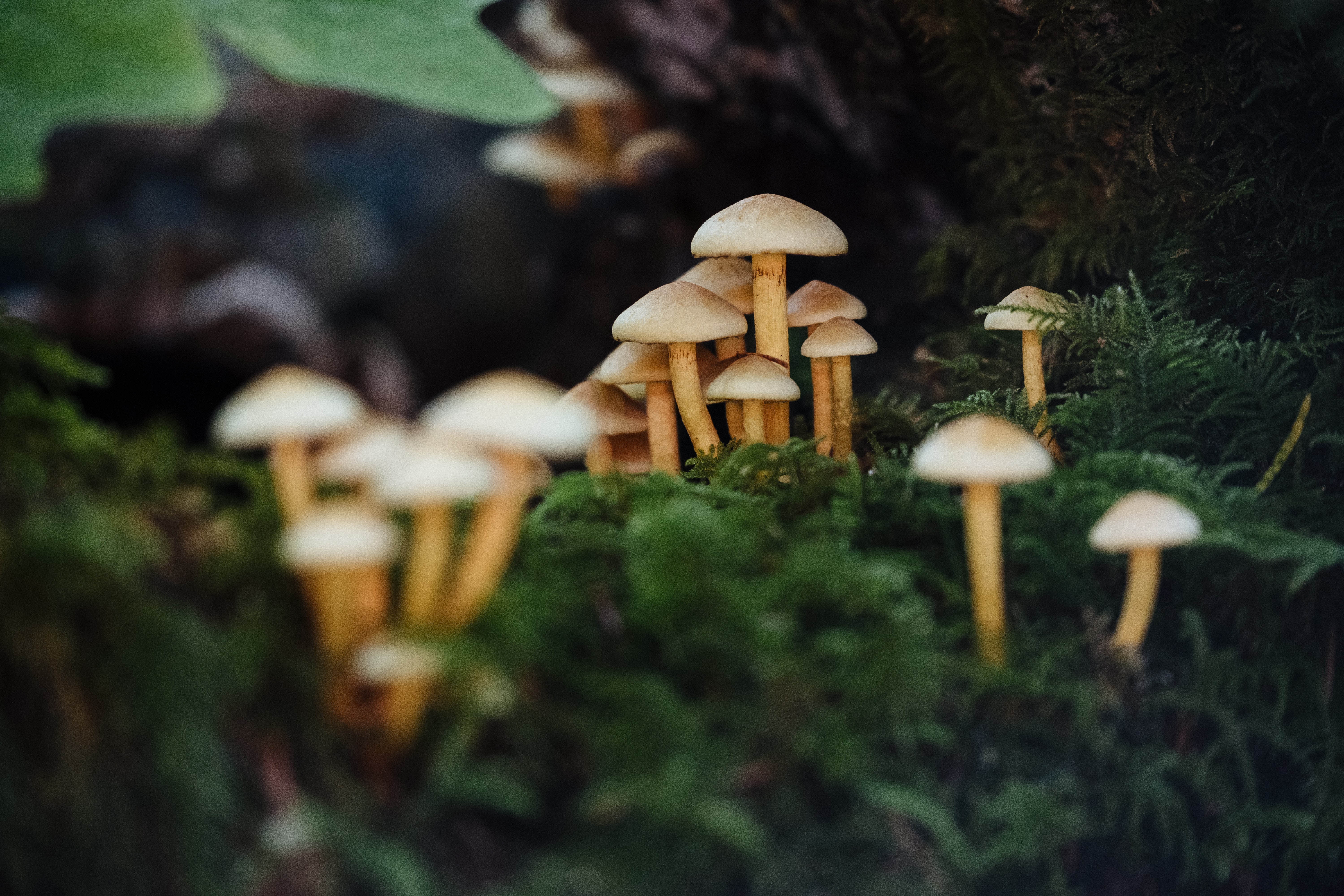 macro, nature, mashrooms, moss phone wallpaper
