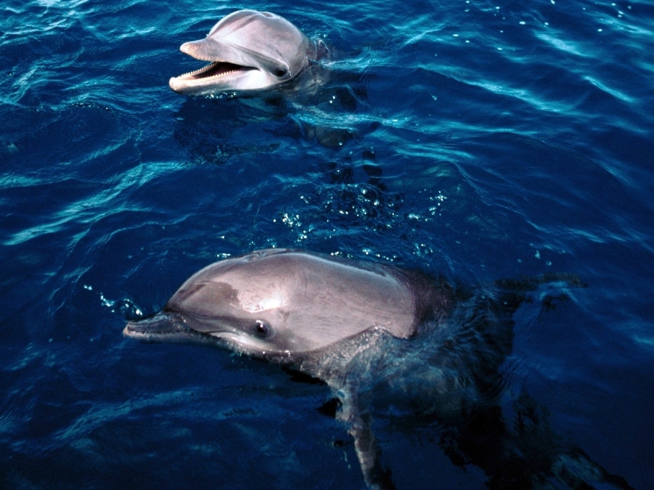 41512 Hintergrundbild herunterladen delfine, tiere, sea, blau - Bildschirmschoner und Bilder kostenlos