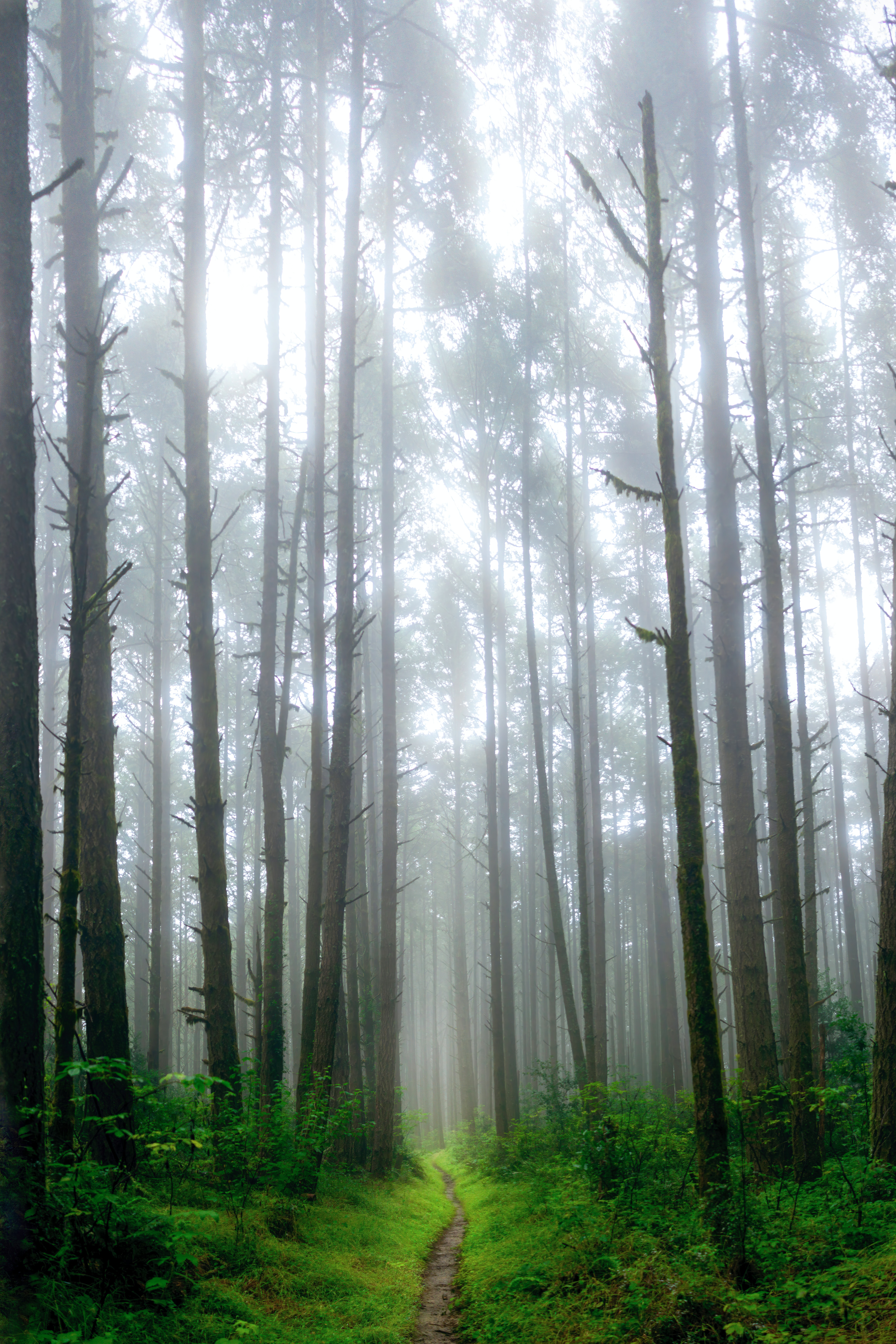 148388 descargar fondo de pantalla bosque, naturaleza, árboles, hierba, camino, niebla: protectores de pantalla e imágenes gratis