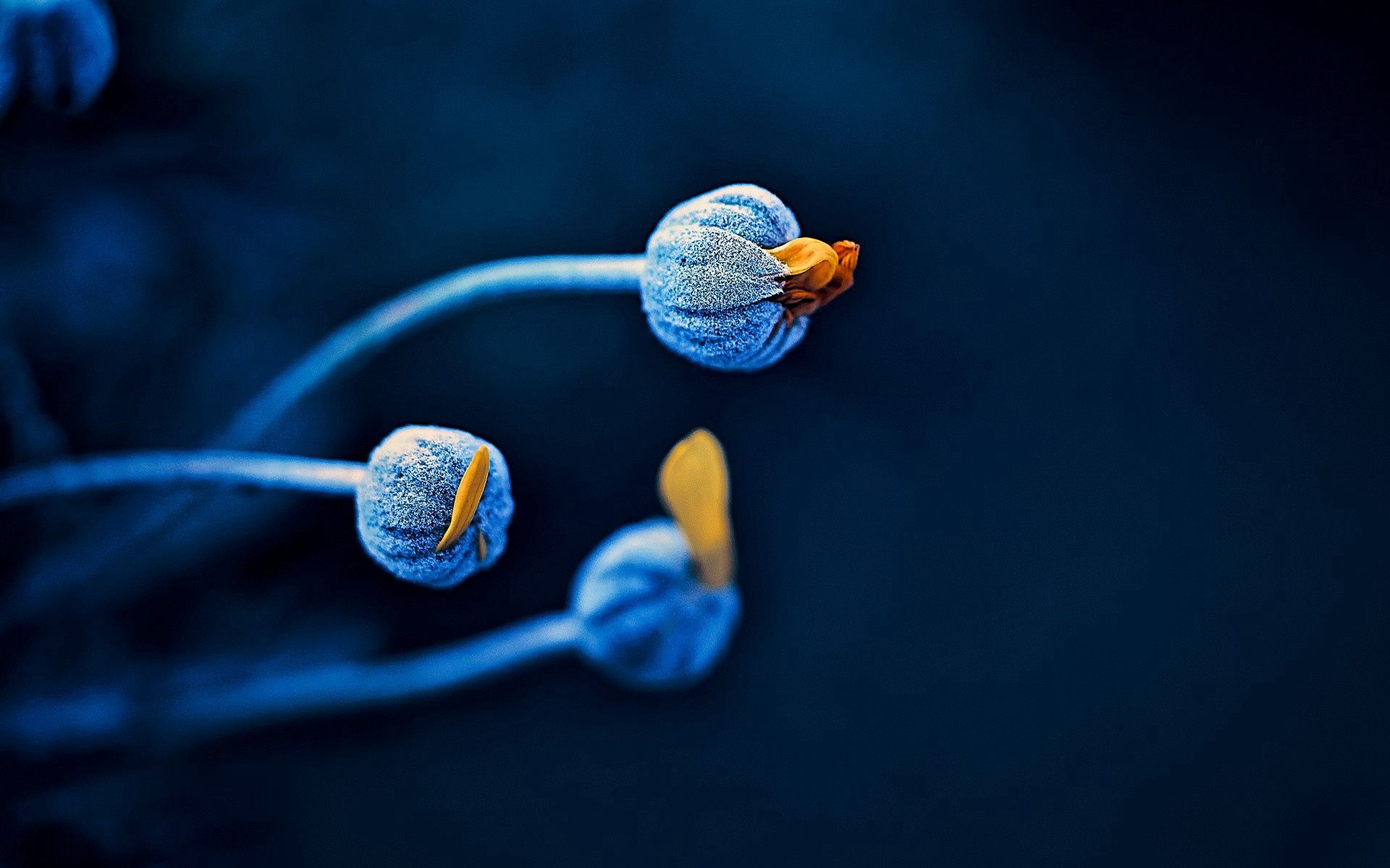 stem, stalk, macro, blue, plant HD wallpaper
