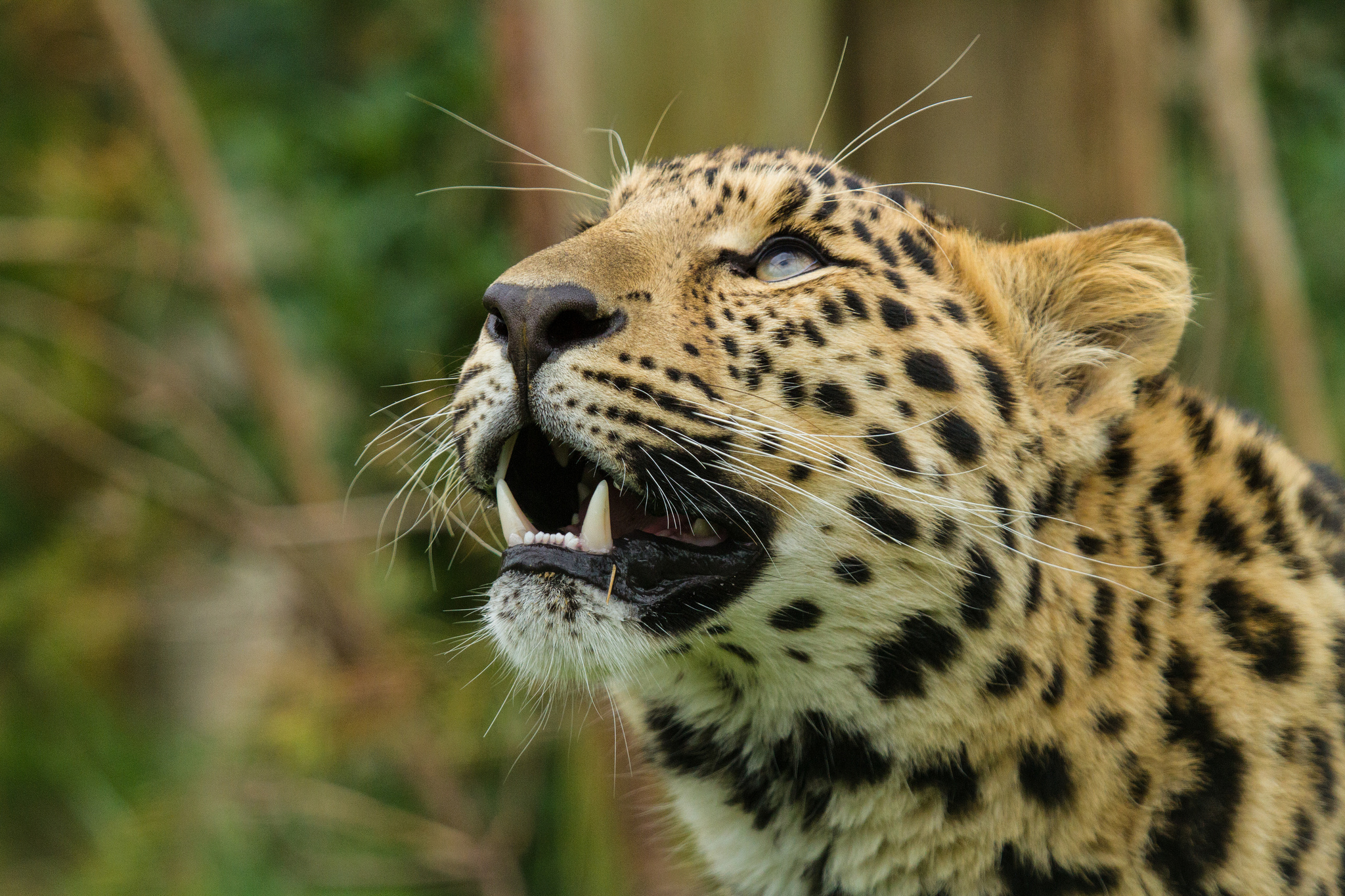 141592 download wallpaper animals, amur leopard, leopard, grin, muzzle, predator screensavers and pictures for free