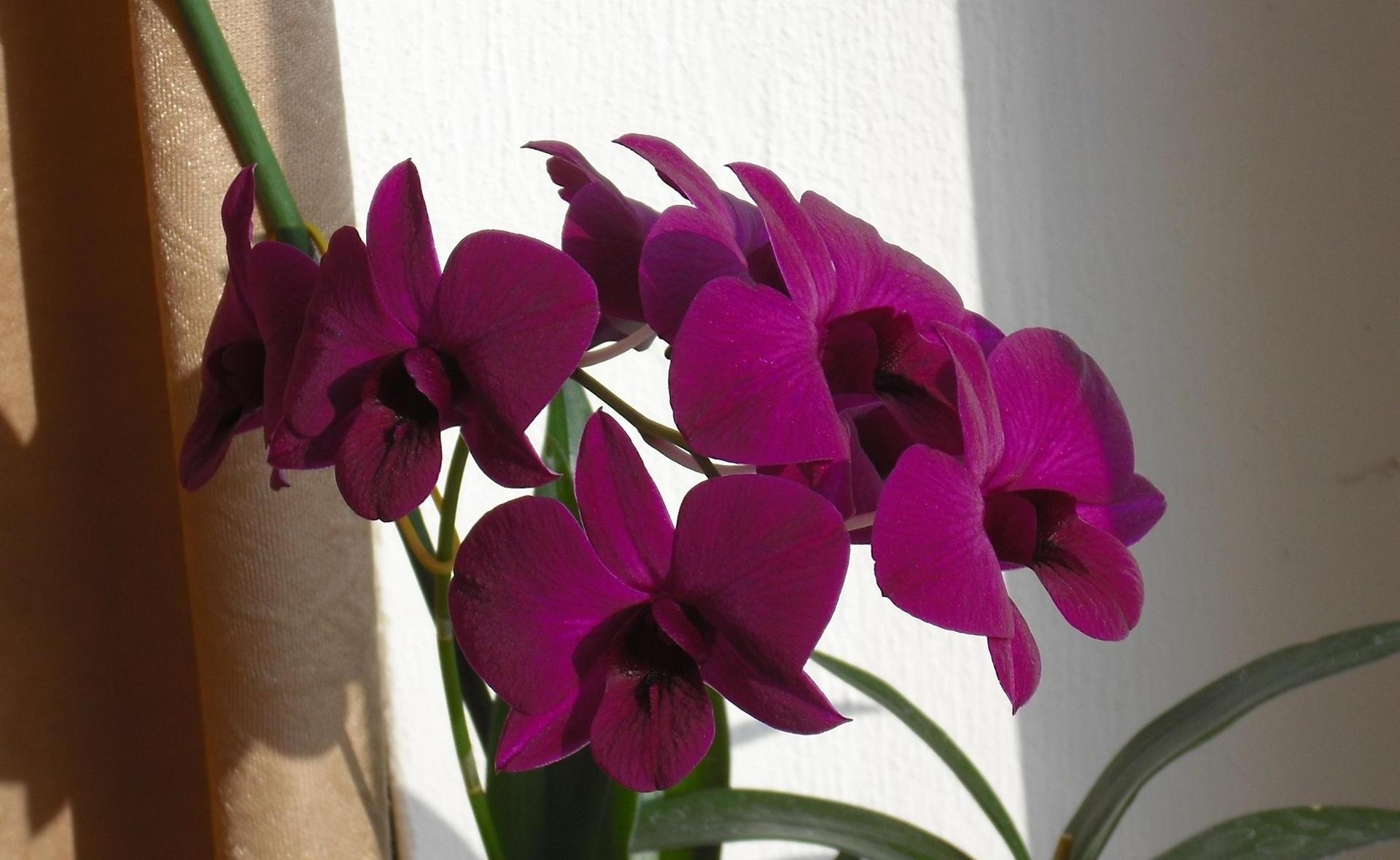Handy-Wallpaper Blumen, Ast, Zweig, Vorhang, Orchideen kostenlos herunterladen.