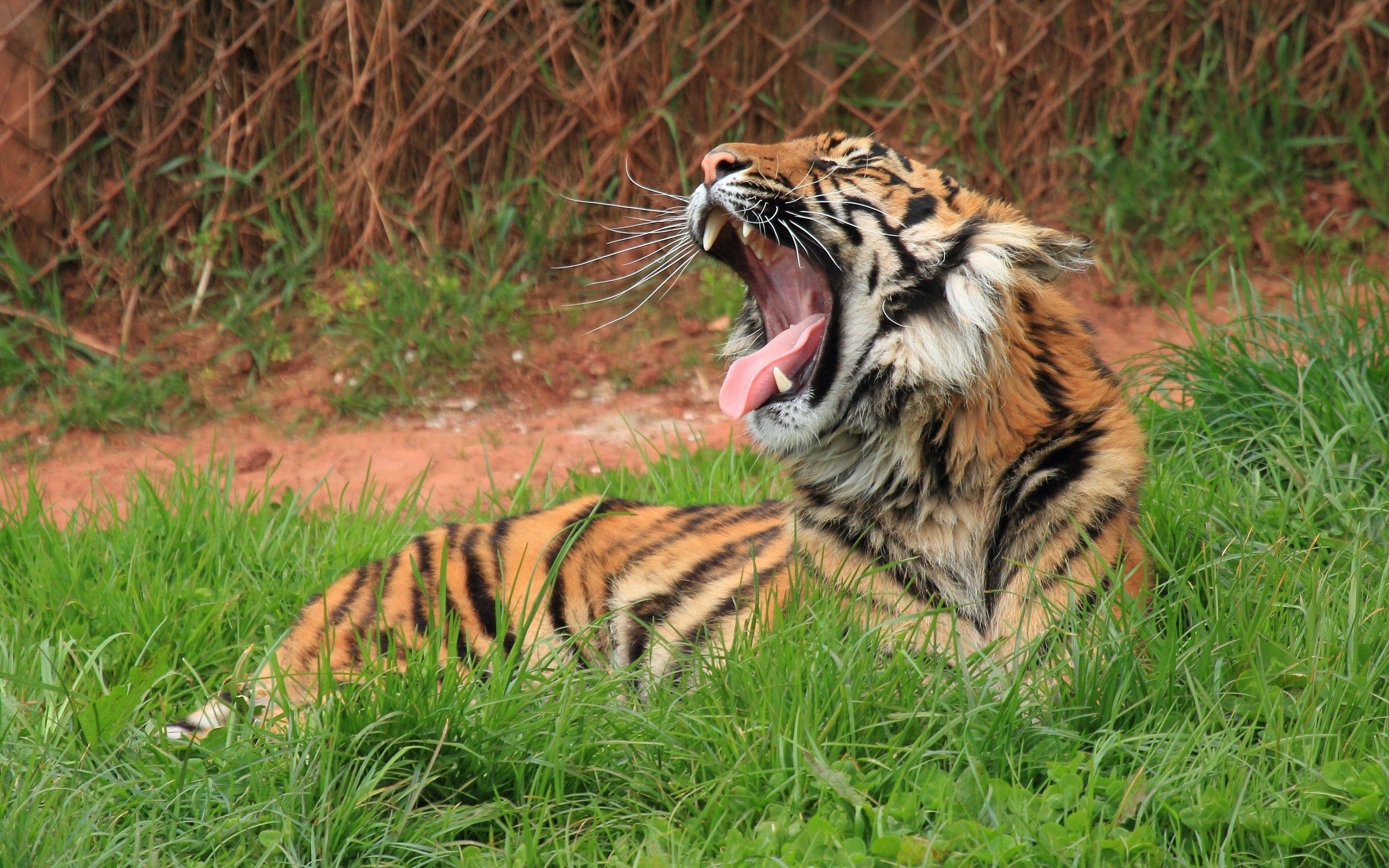 tiger, big cat, animals, grass Hd 1080p Mobile