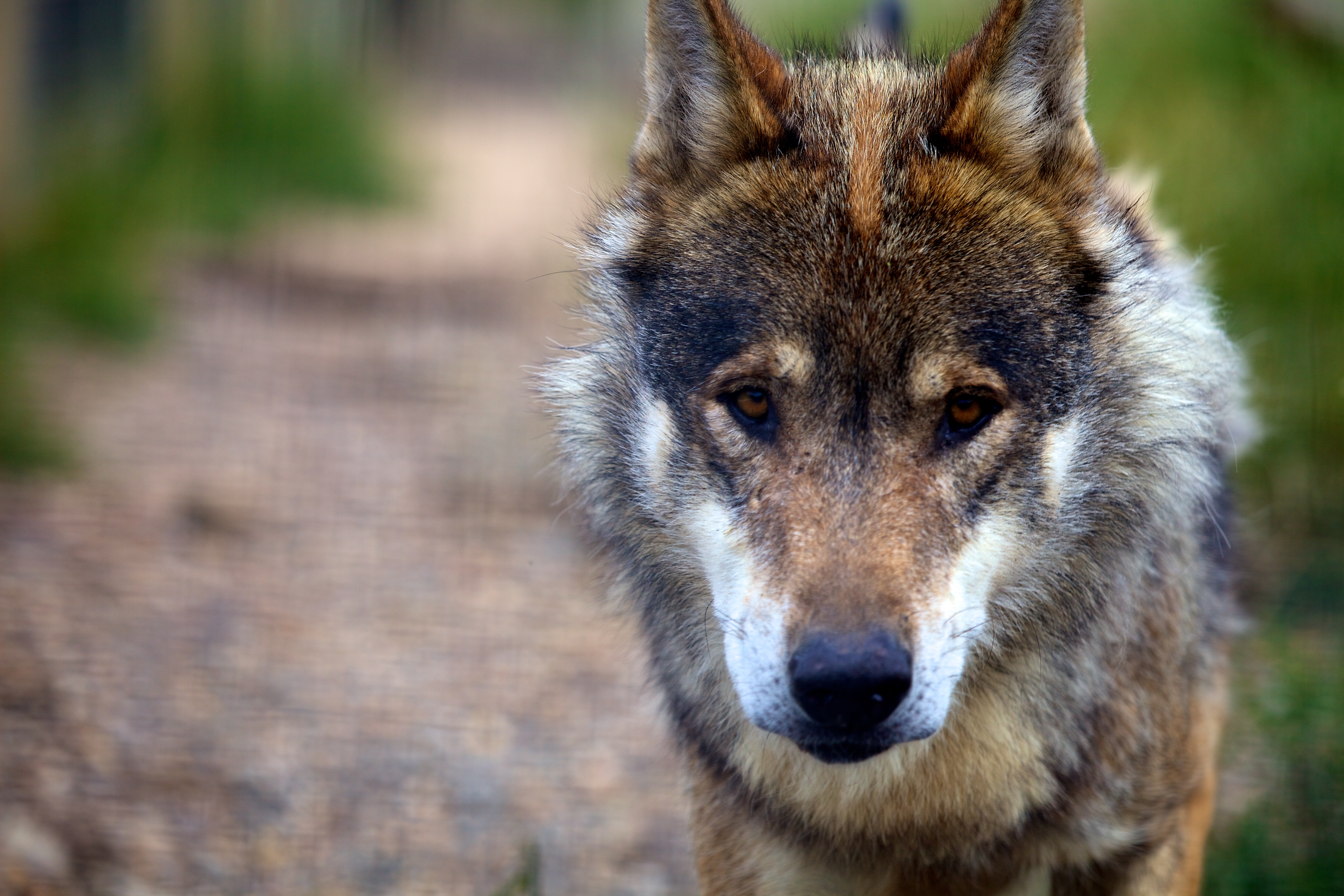 119015 Bildschirmschoner und Hintergrundbilder Wolf auf Ihrem Telefon. Laden Sie raubtier, tiere, predator, traurigkeit Bilder kostenlos herunter