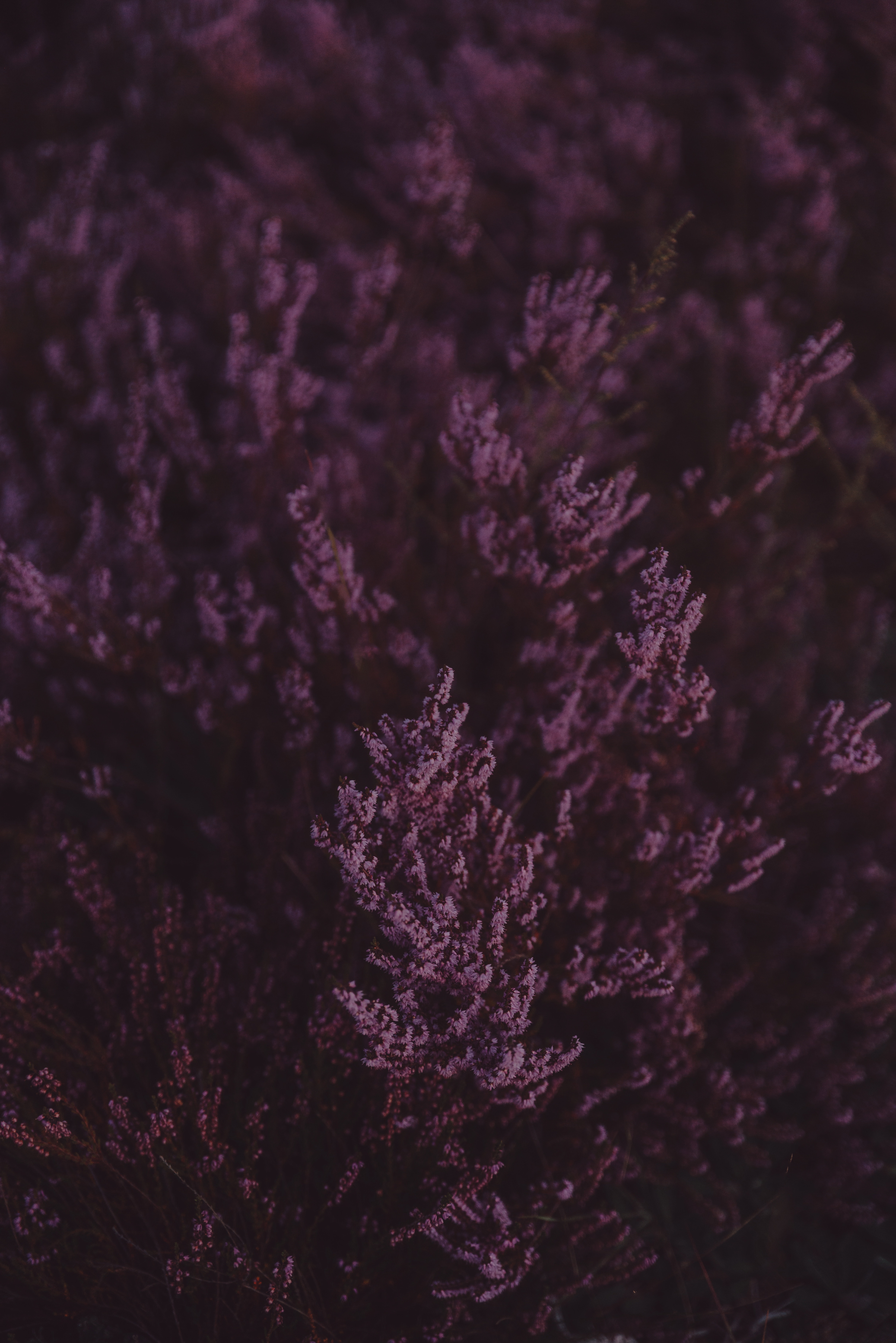 lavender, flowers, violet, macro, close up, bloom, flowering, purple wallpaper for mobile