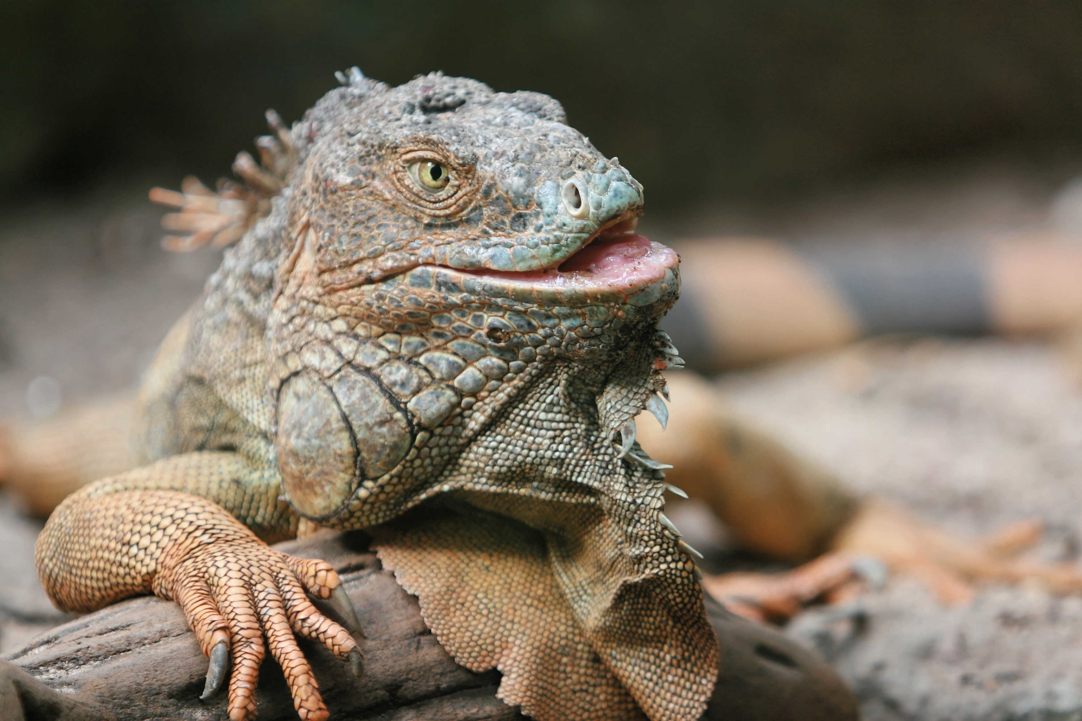 Download Phone wallpaper iguana, pangolin, lizard, animals
