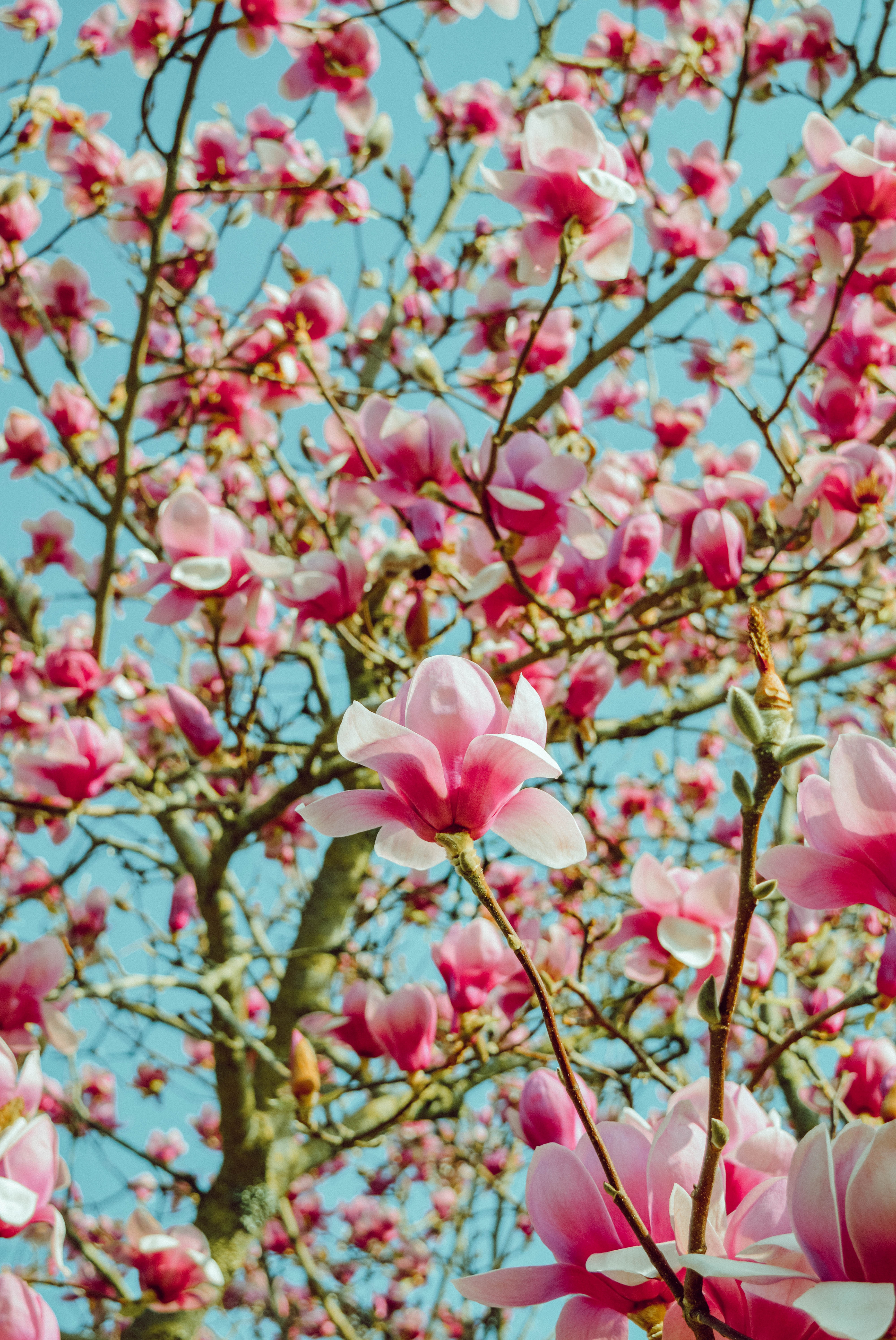 94573 Hintergrundbild herunterladen magnolie, blumen, rosa, holz, baum, blühen, blühenden, magnolia - Bildschirmschoner und Bilder kostenlos