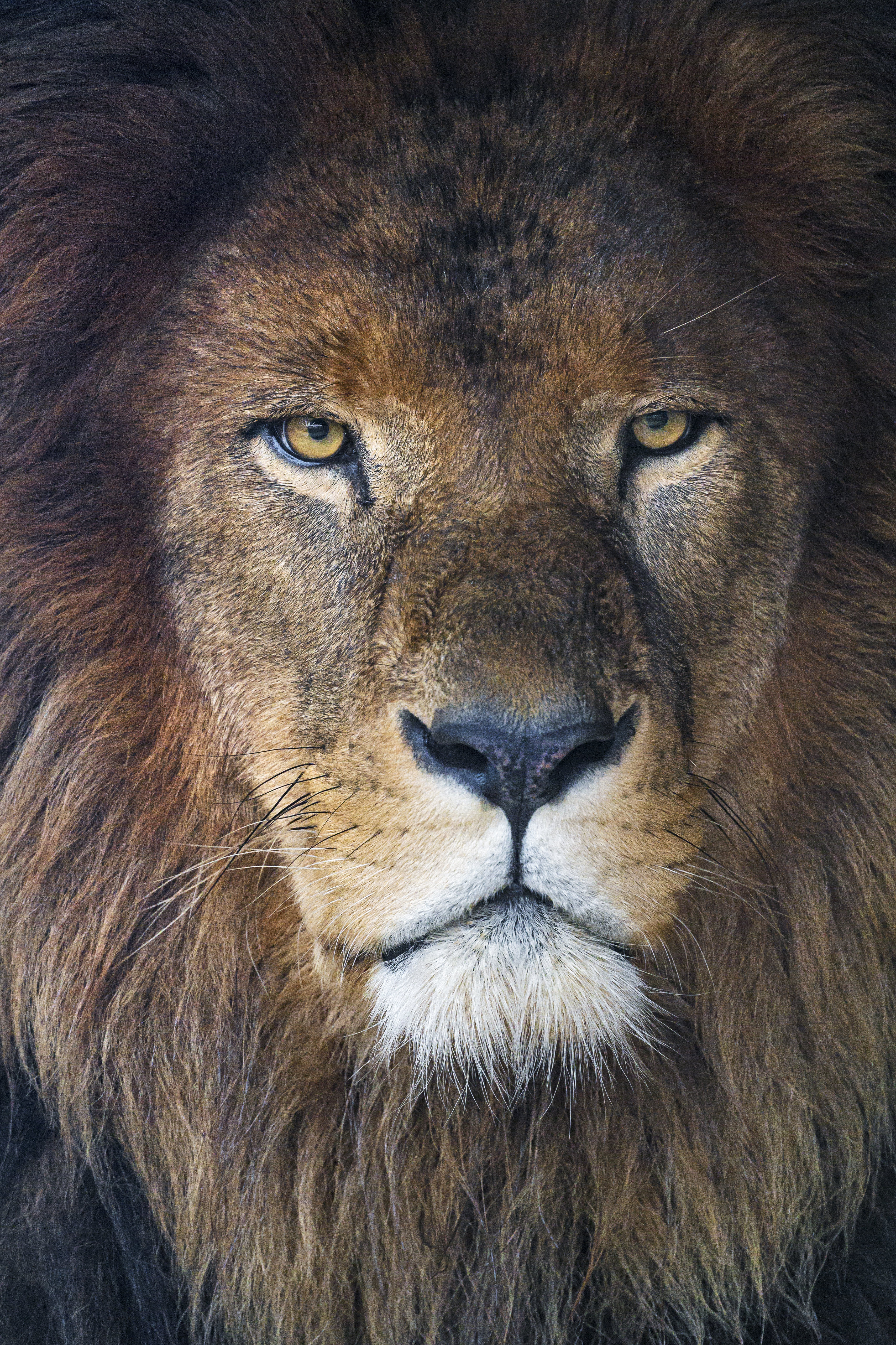 91003 baixar papel de parede um leão, visão, animais, predator, predador, juba, opinião, leão - protetores de tela e imagens gratuitamente