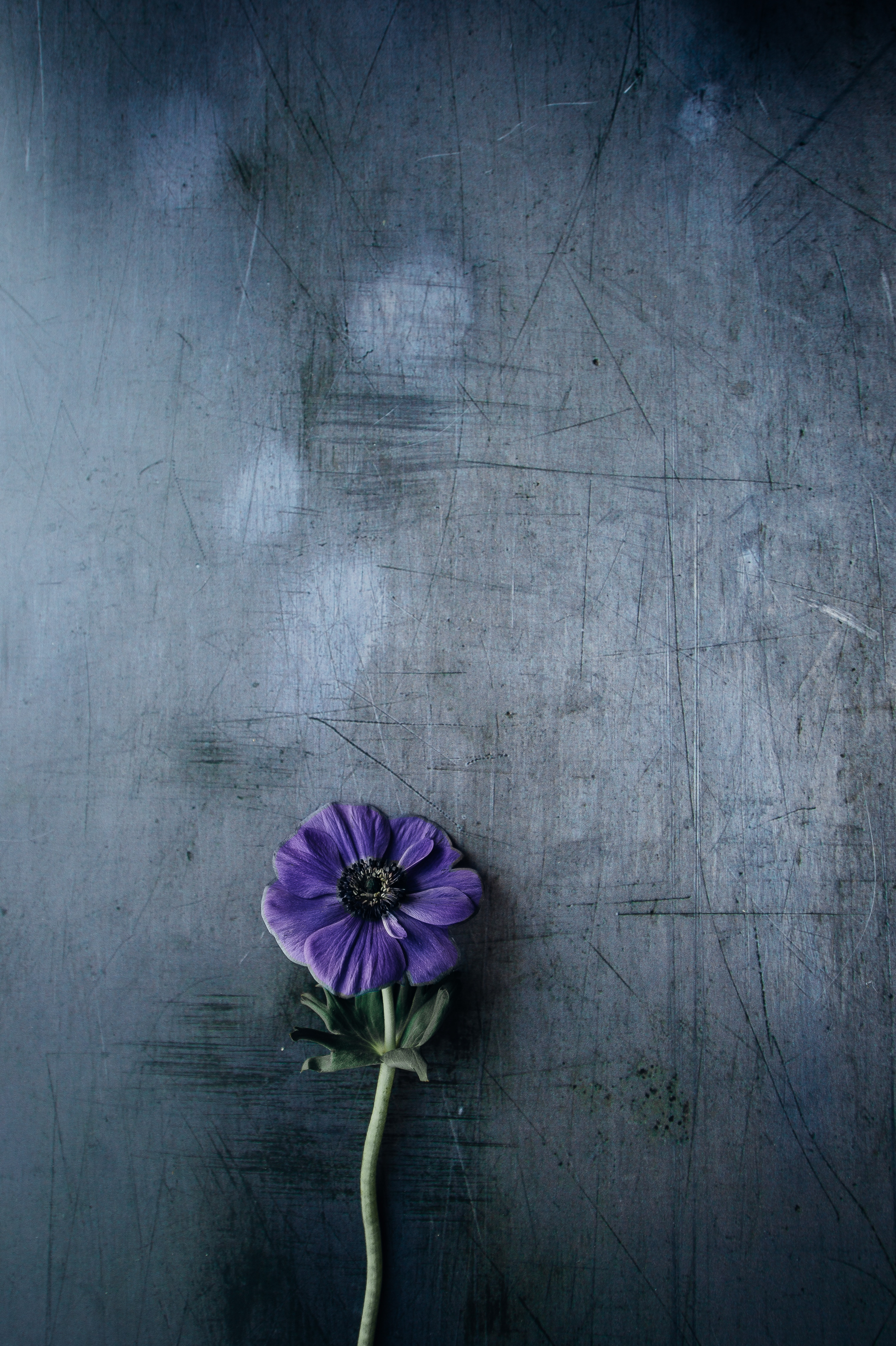 background, flowers, violet, flower, purple, stem, stalk 32K