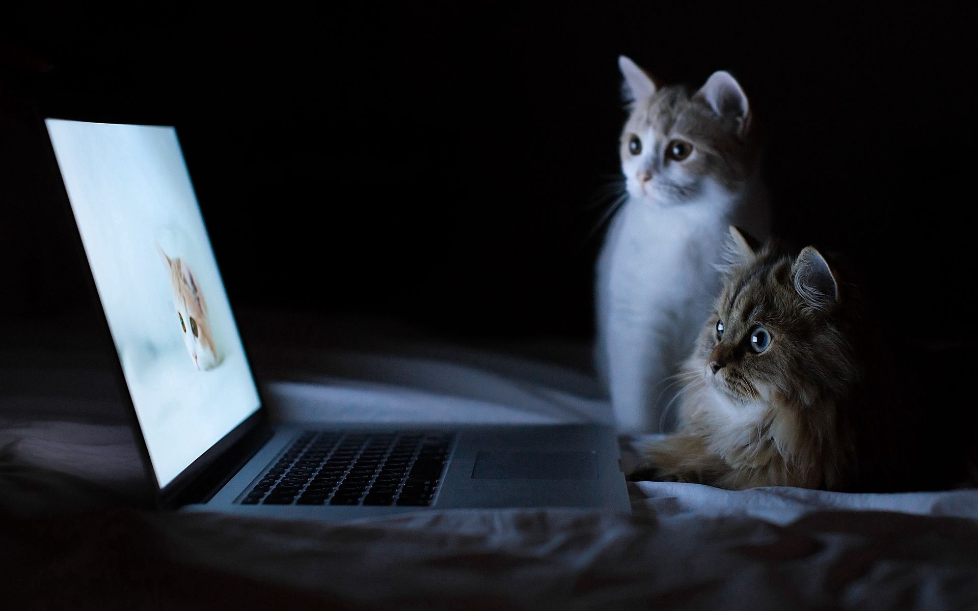 Laden Sie das Tiere, Katzen, Paar, Sich Hinlegen, Liegen, Ruhepause, Entspannung, Notizbuch, Laptop, Neugierde, Neugier-Bild kostenlos auf Ihren PC-Desktop herunter