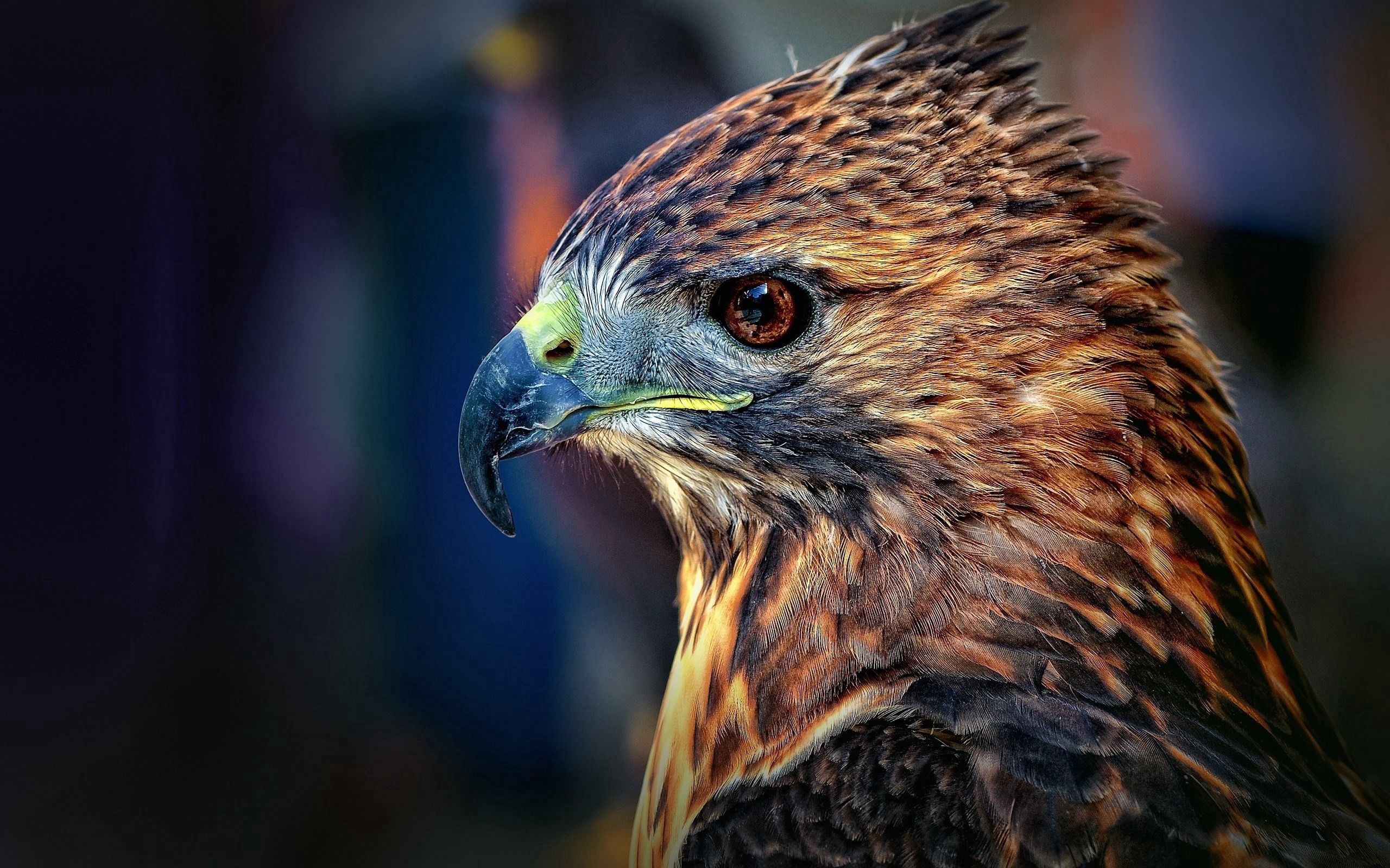 falcon, bird, animals, beak, predator Full HD