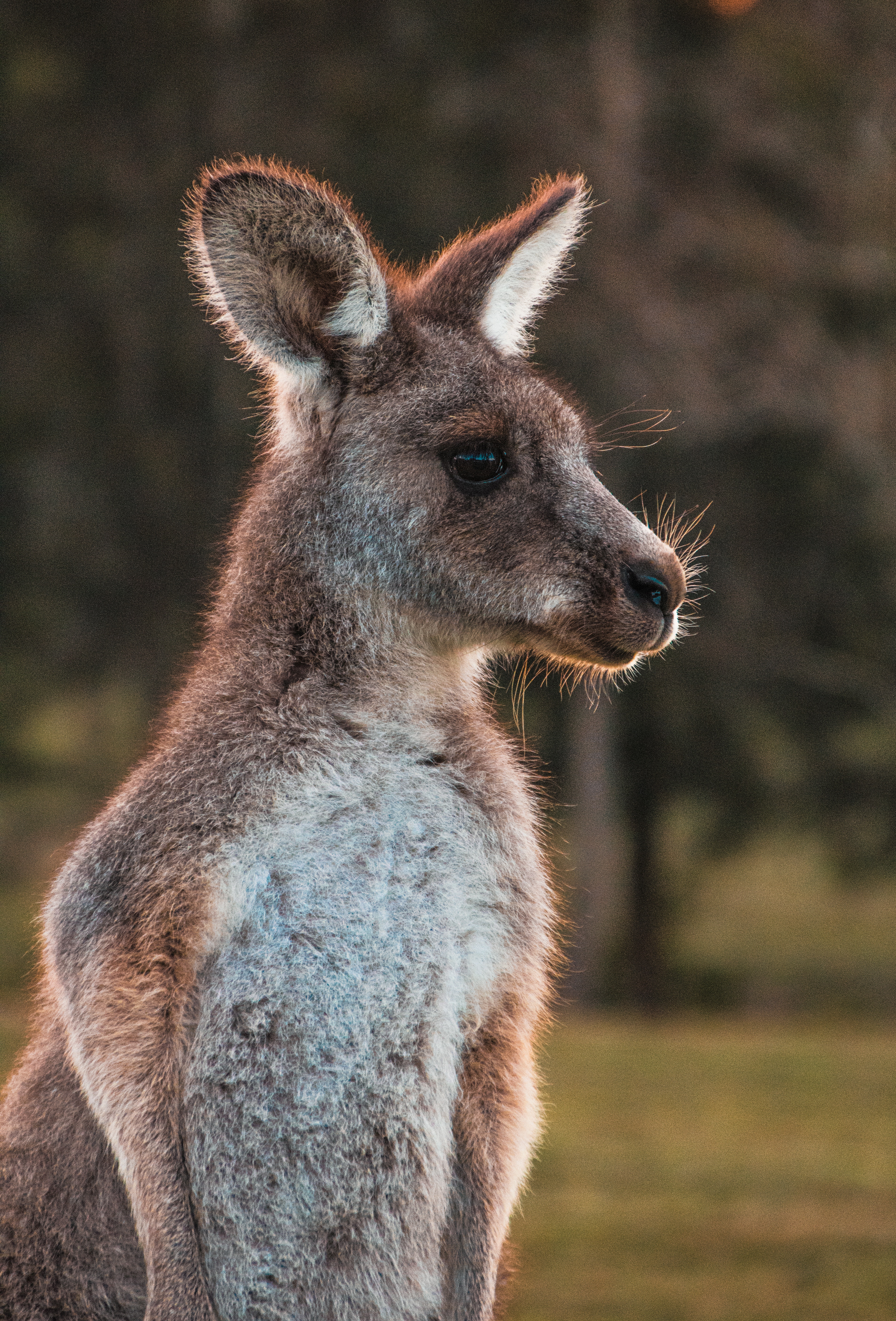106780 Hintergrundbild herunterladen tiere, kangaroo, tier, nett, schatz, wolle - Bildschirmschoner und Bilder kostenlos