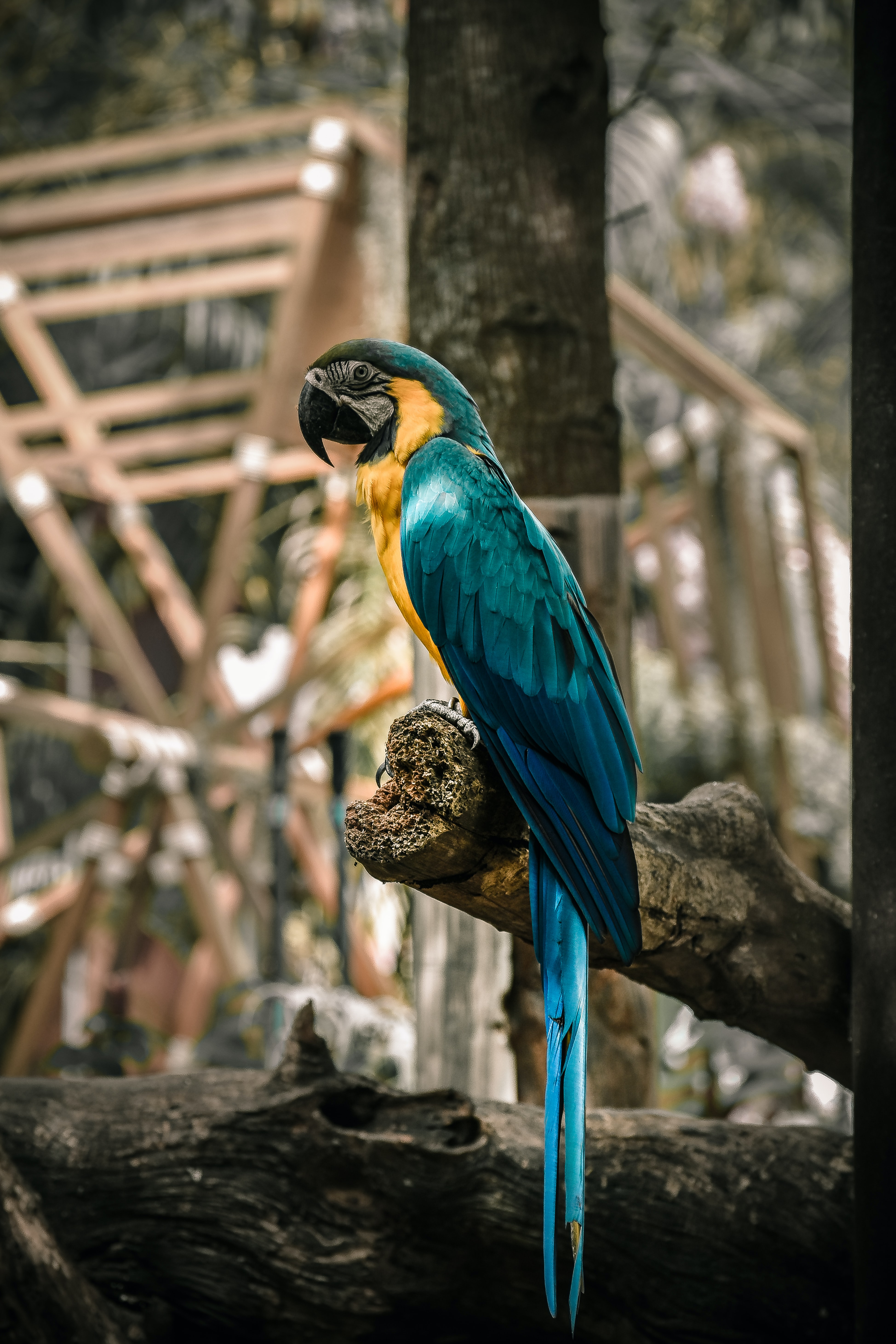 Best Macaw HD Phone wallpapers
