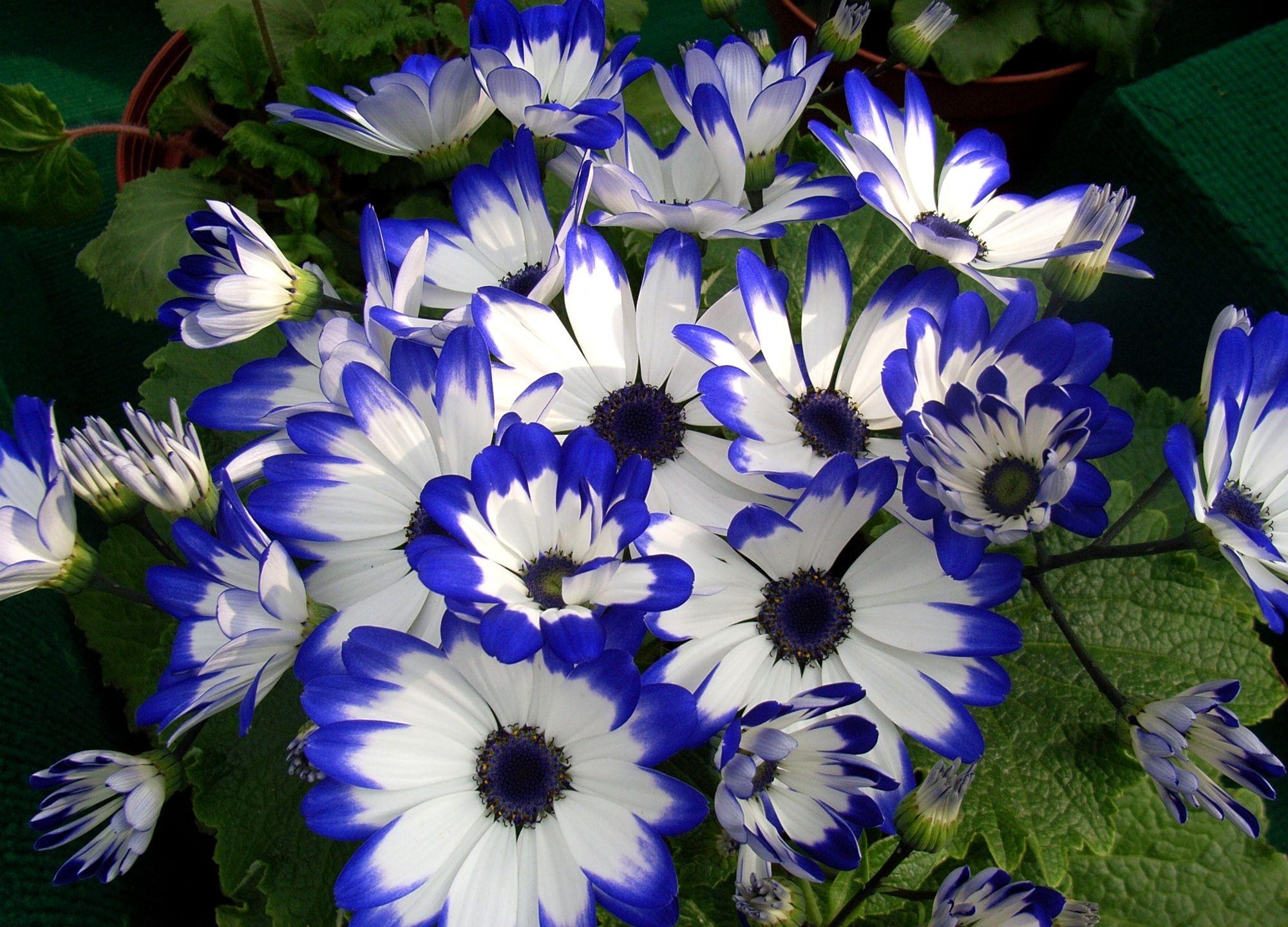 Laden Sie das Blume, Blumen, Hell, Schönheit, Bunt, Bunten, Aschenerei, Zinerarie-Bild kostenlos auf Ihren PC-Desktop herunter