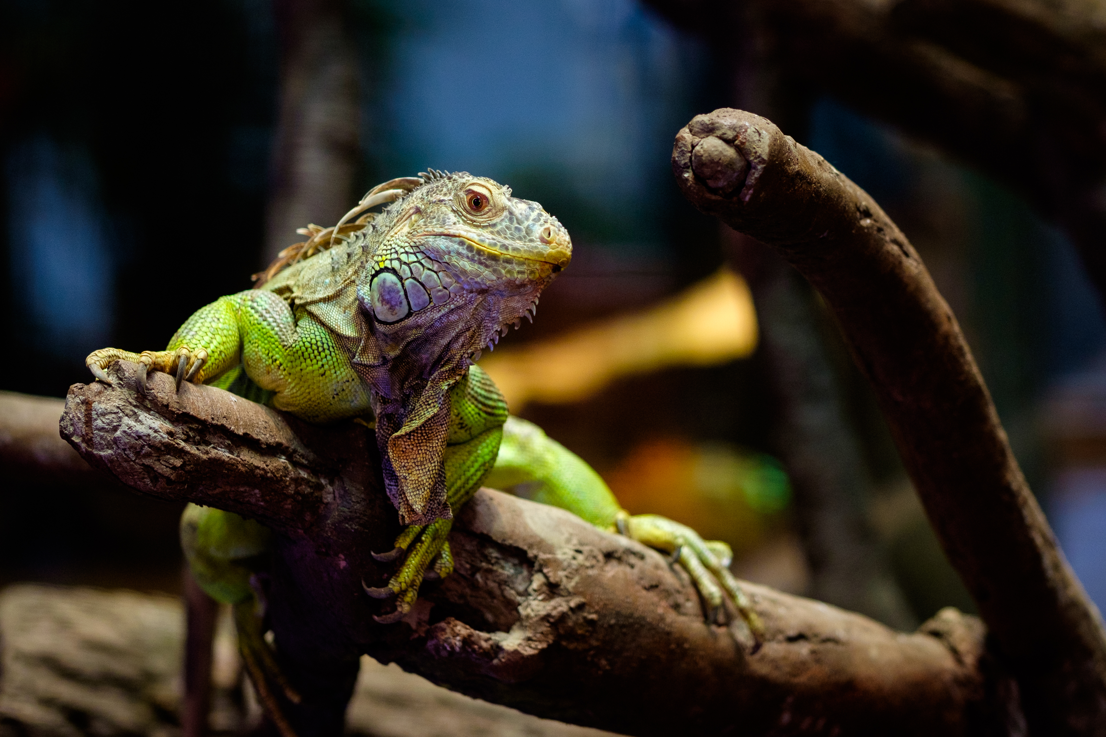 Beliebte Iguana Bilder für Mobiltelefone
