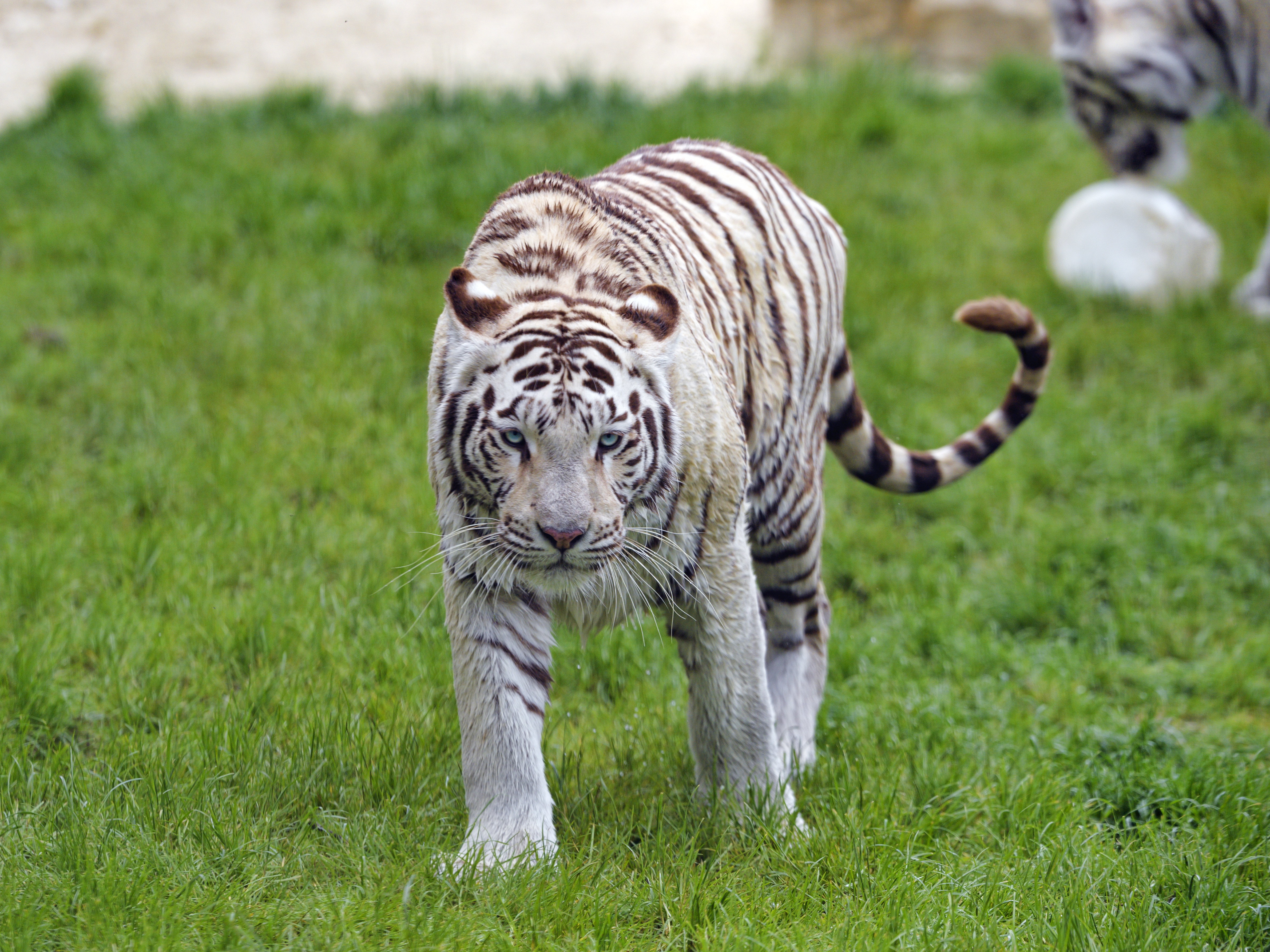 animals, muzzle, sight, opinion, tiger, bengal tiger 1080p