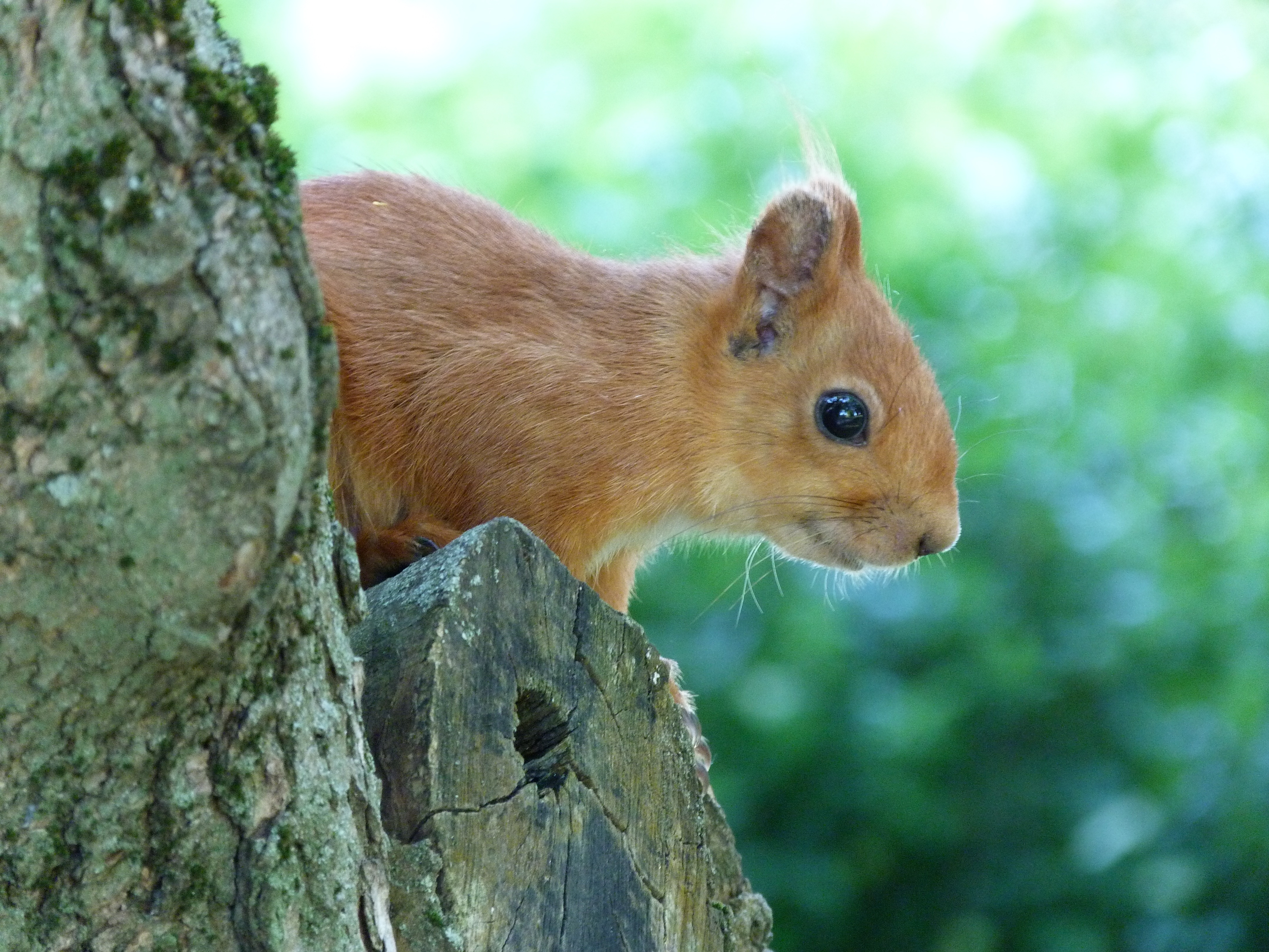 Laden Sie das Tiere, Eichhörnchen, Holz, Baum, Schnauze, Herausschauen, Achtung-Bild kostenlos auf Ihren PC-Desktop herunter
