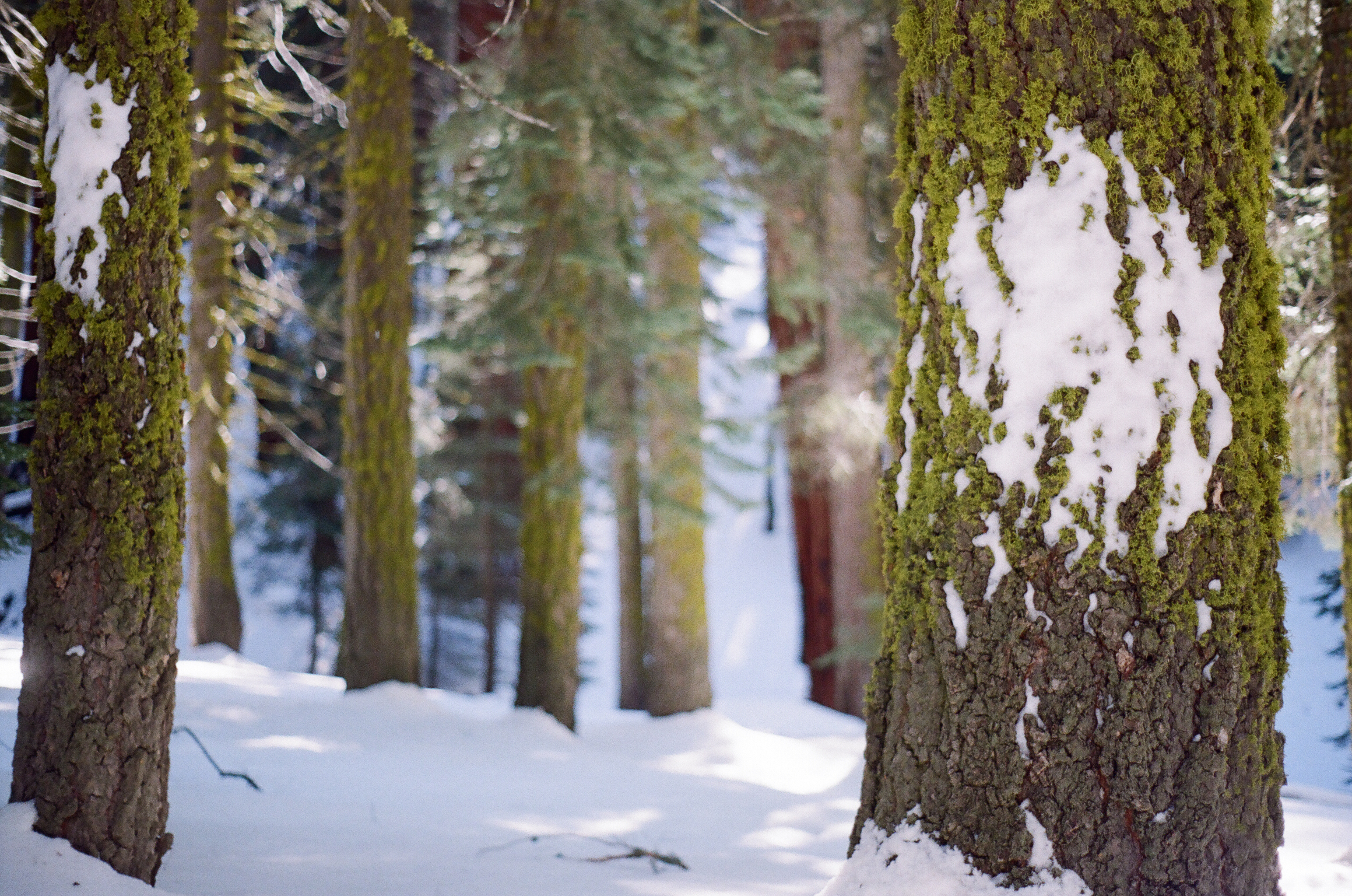 bark, nature, snow, wood, tree, moss HD wallpaper
