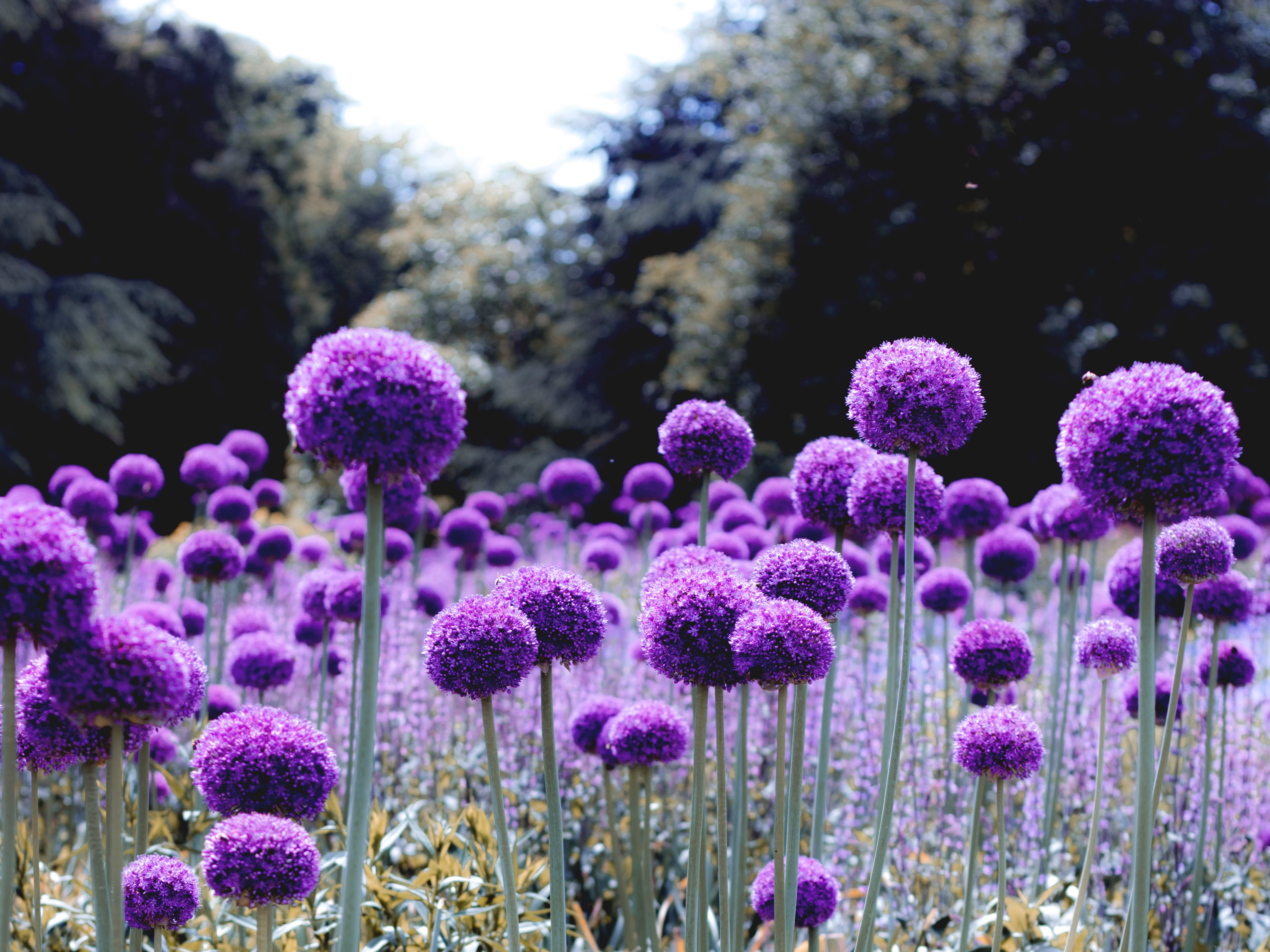 119242 descargar fondo de pantalla flores, violeta, florecer, floración, púrpura, polyana, claro, cebolla: protectores de pantalla e imágenes gratis