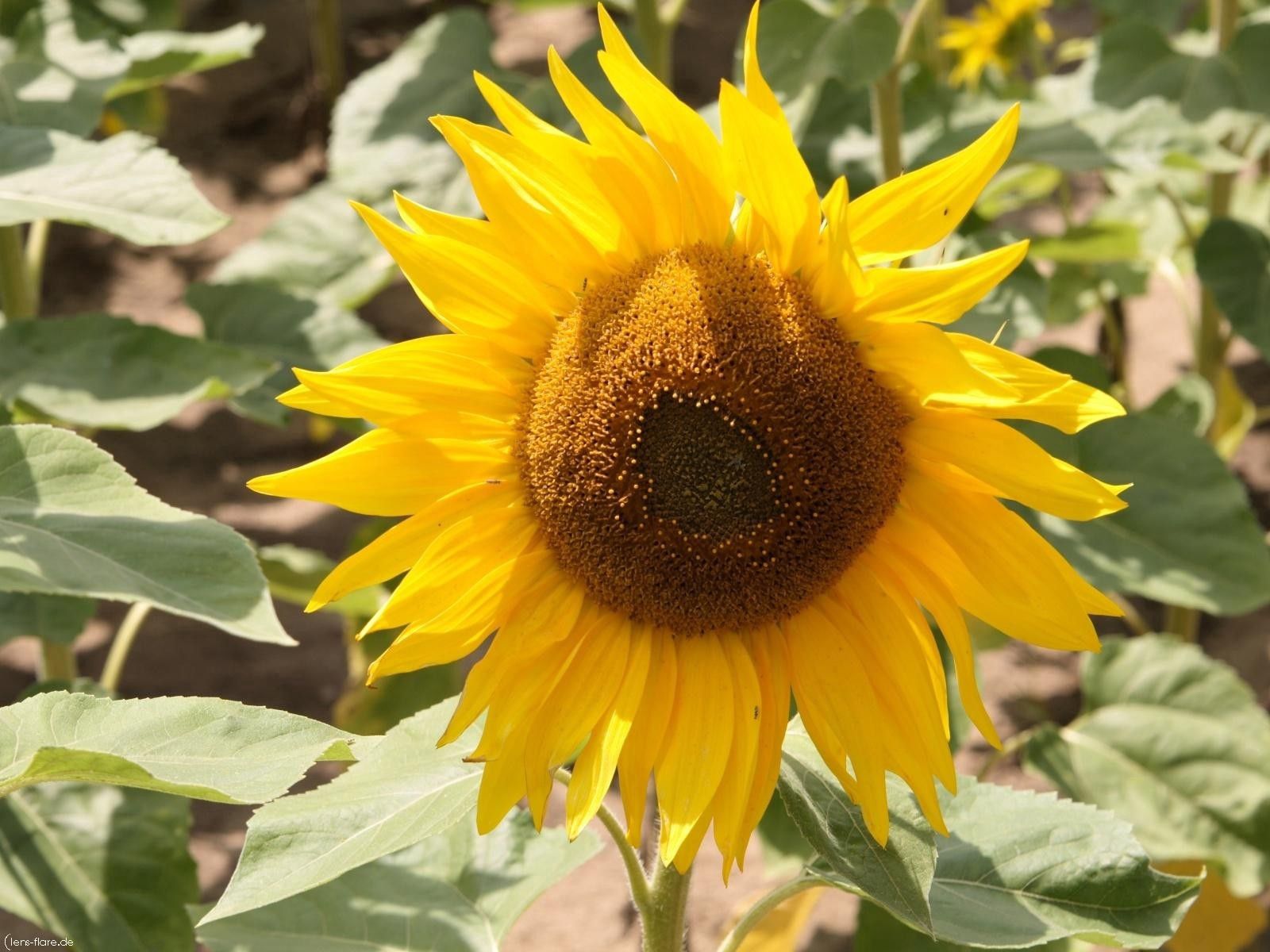 56016 Bildschirmschoner und Hintergrundbilder Sonnenblumenkerne auf Ihrem Telefon. Laden Sie samen, sonnenblume, natur, gelb Bilder kostenlos herunter