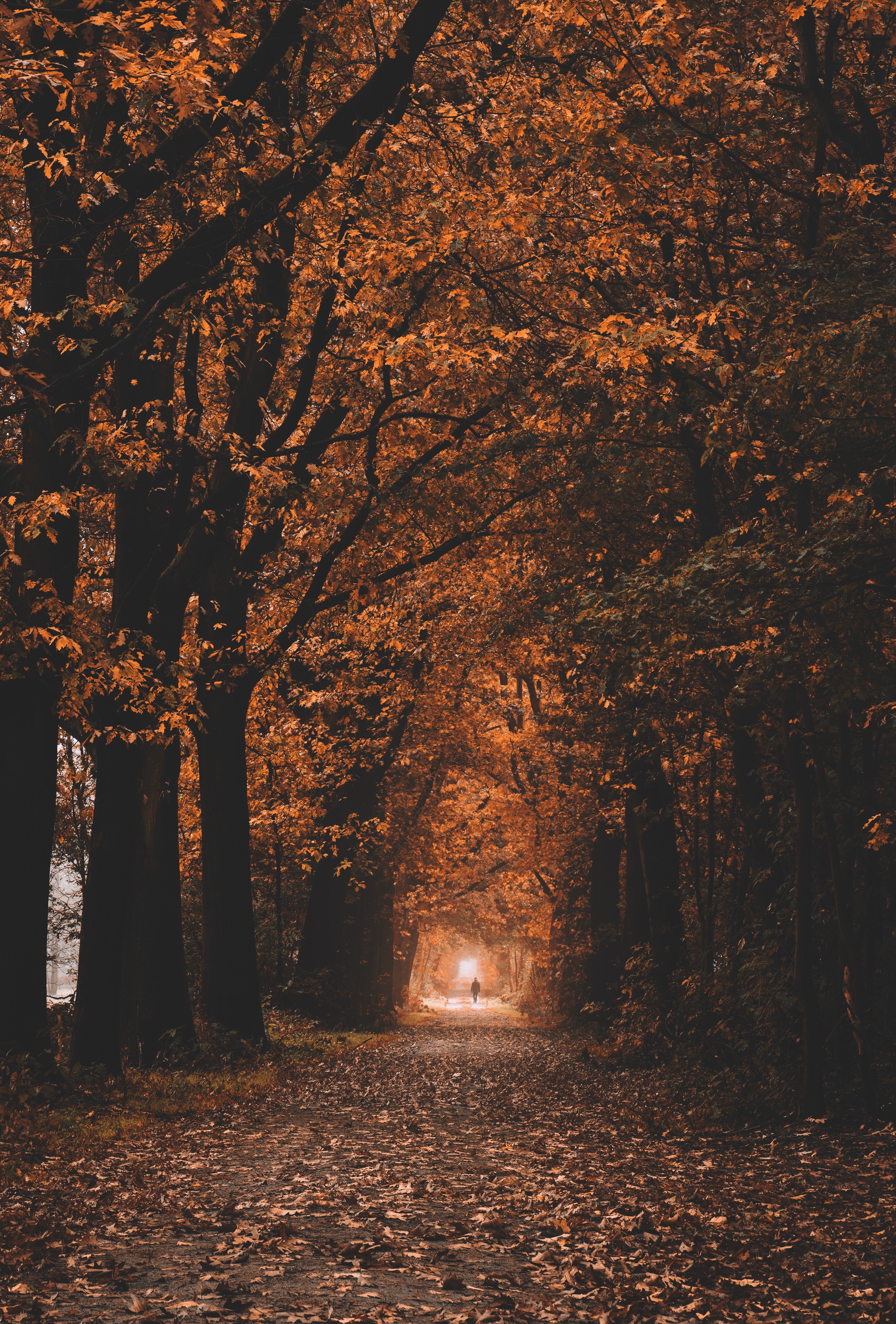 autumn, nature, trees, tunnel, track for android