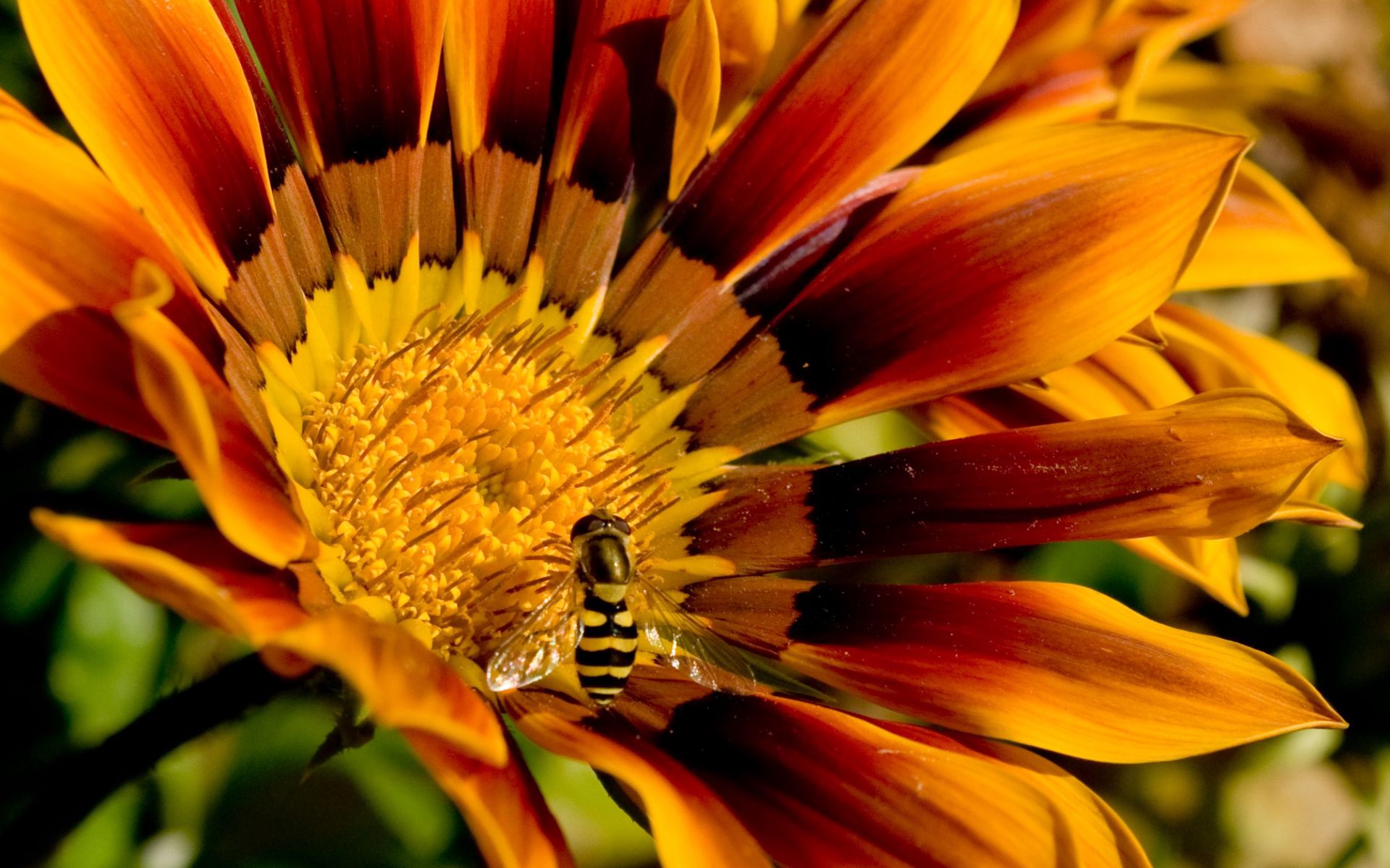 147548 Salvapantallas y fondos de pantalla Rayado en tu teléfono. Descarga imágenes de macro, abeja, flor, rayas gratis