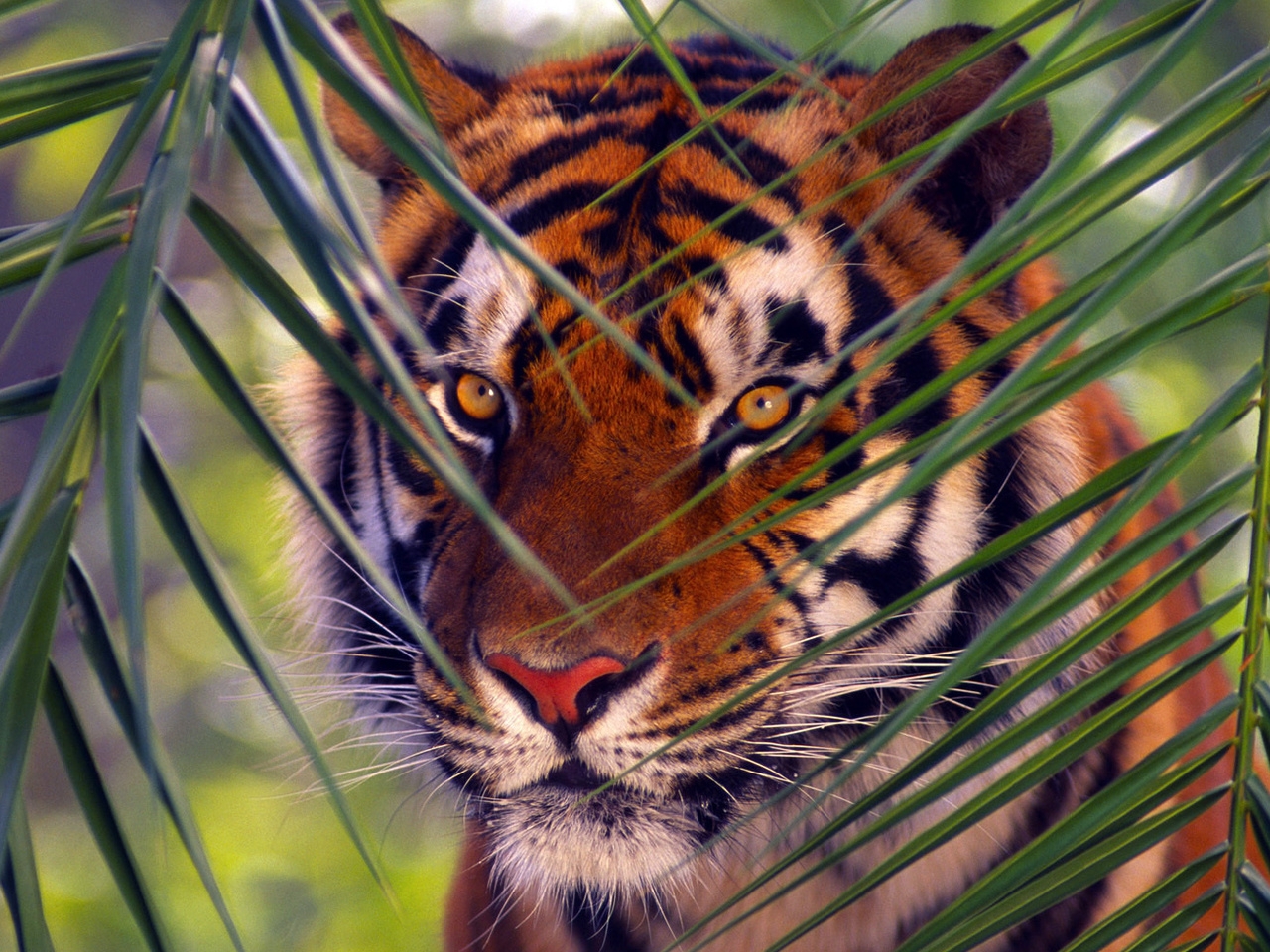 35212 Salvapantallas y fondos de pantalla Tigres en tu teléfono. Descarga imágenes de animales gratis