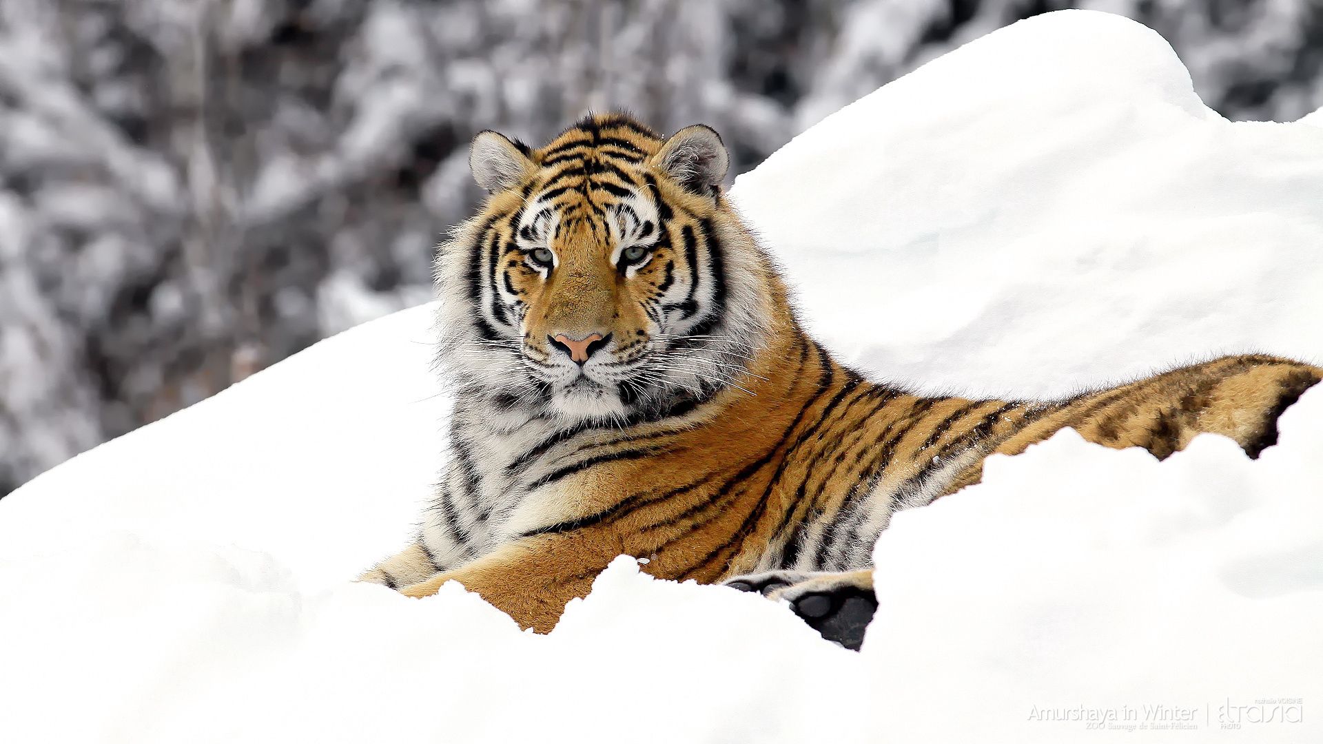 87818 Заставки и Обои Тигр на телефон. Скачать хищник, большая кошка, животные, снег картинки бесплатно