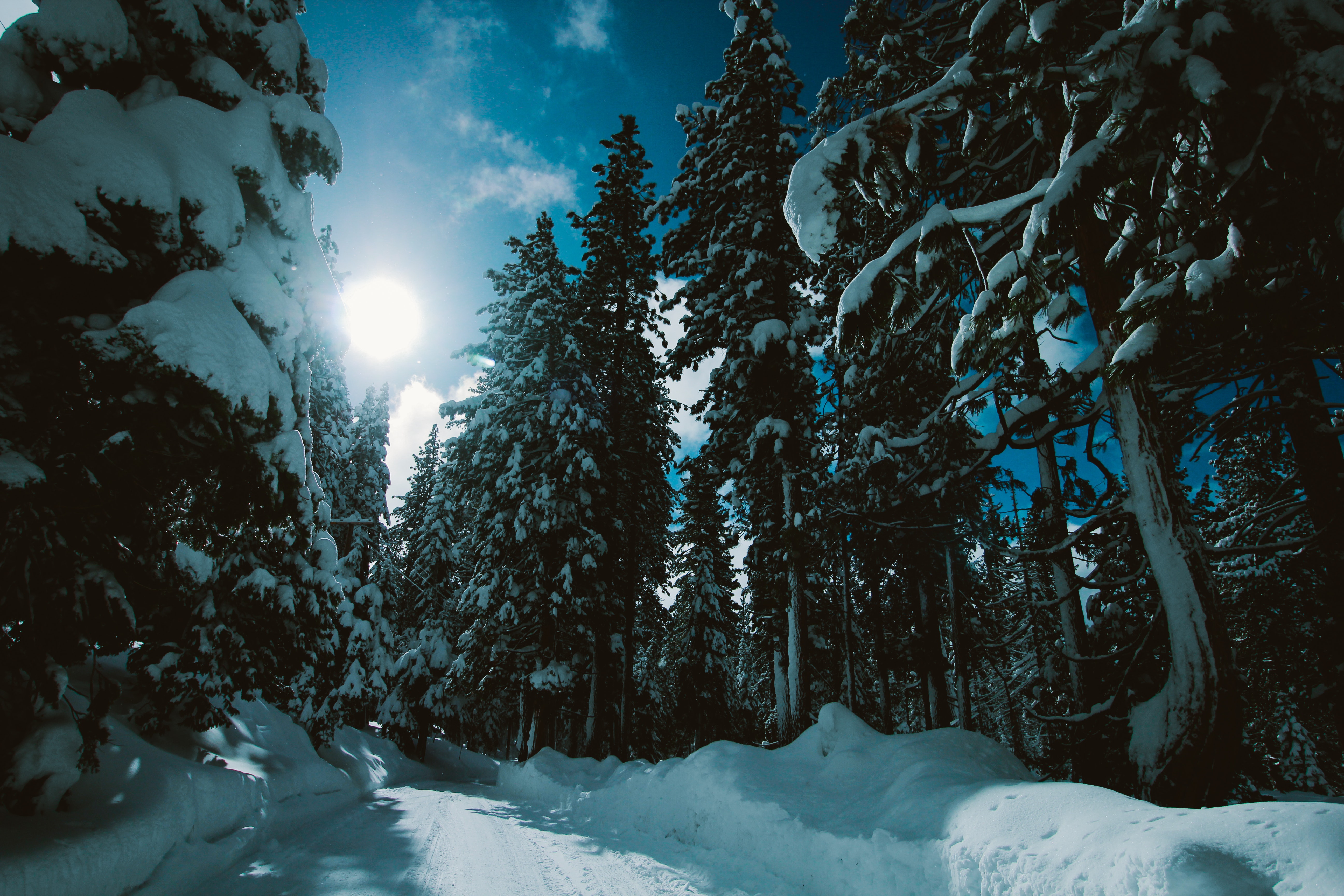 52783 Hintergrundbild herunterladen winter, natur, bäume, schnee, straße, wald, sonnenlicht - Bildschirmschoner und Bilder kostenlos