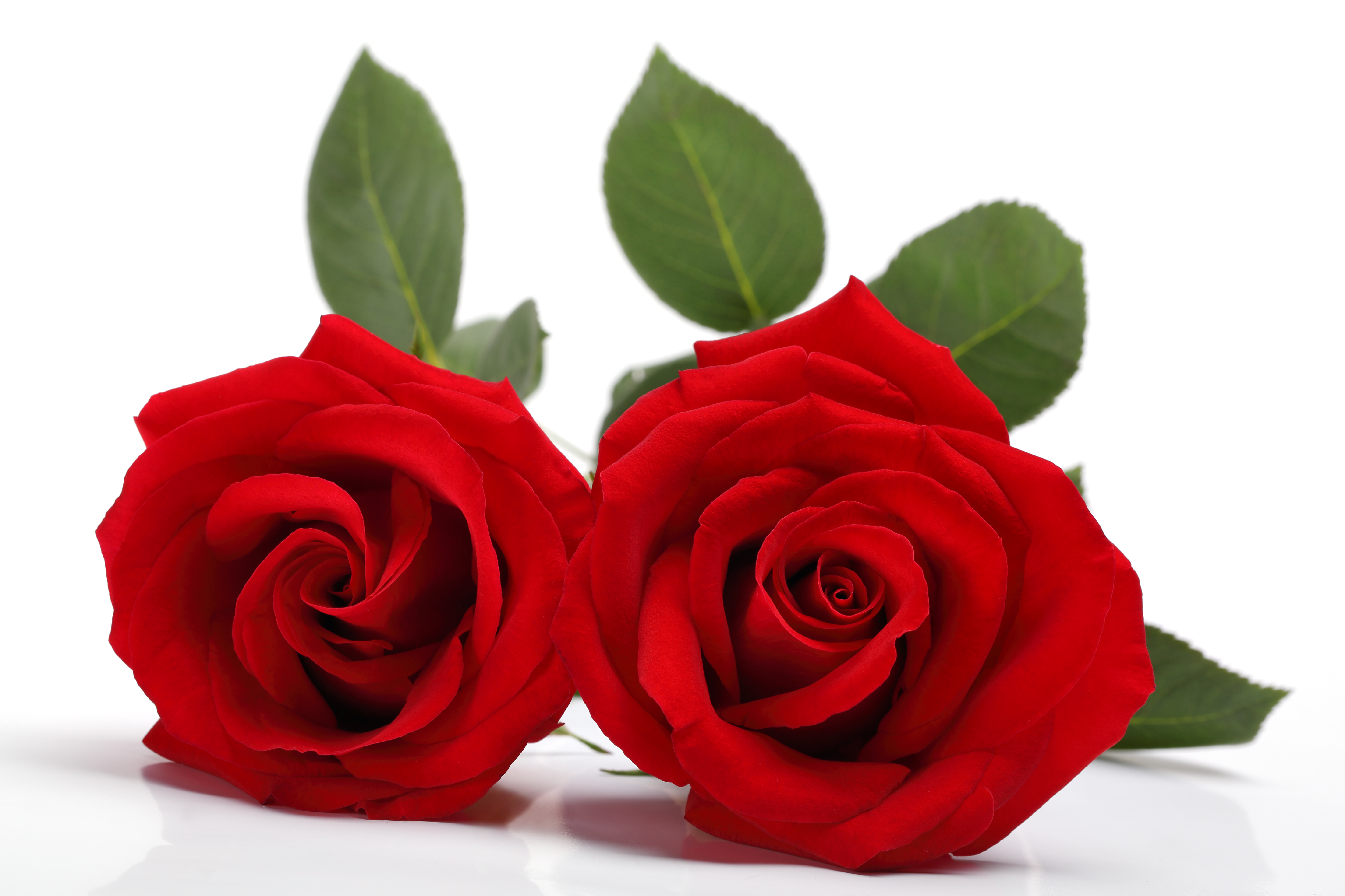 Красные розы на белом фоне