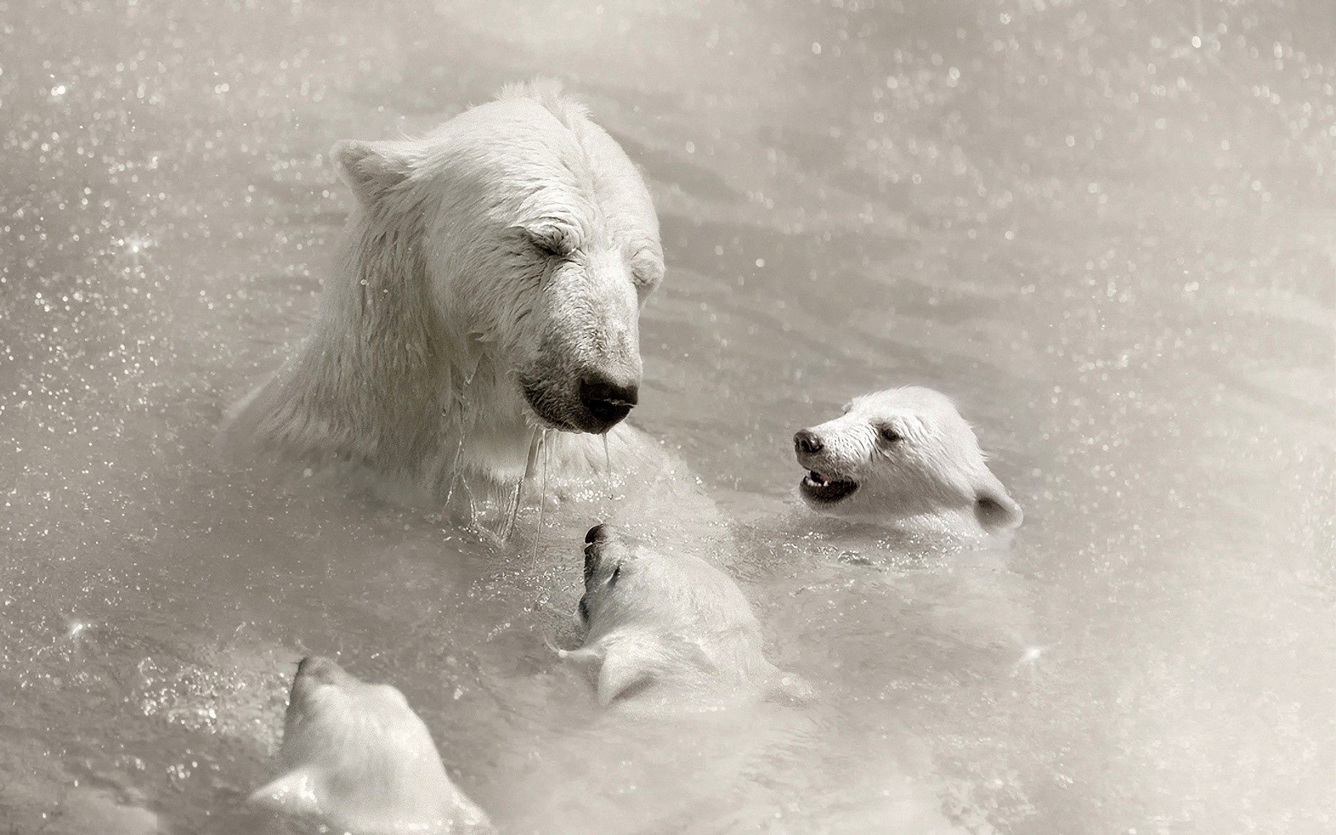 polar bears, bathe, animals, water Care HD Android Wallpapers