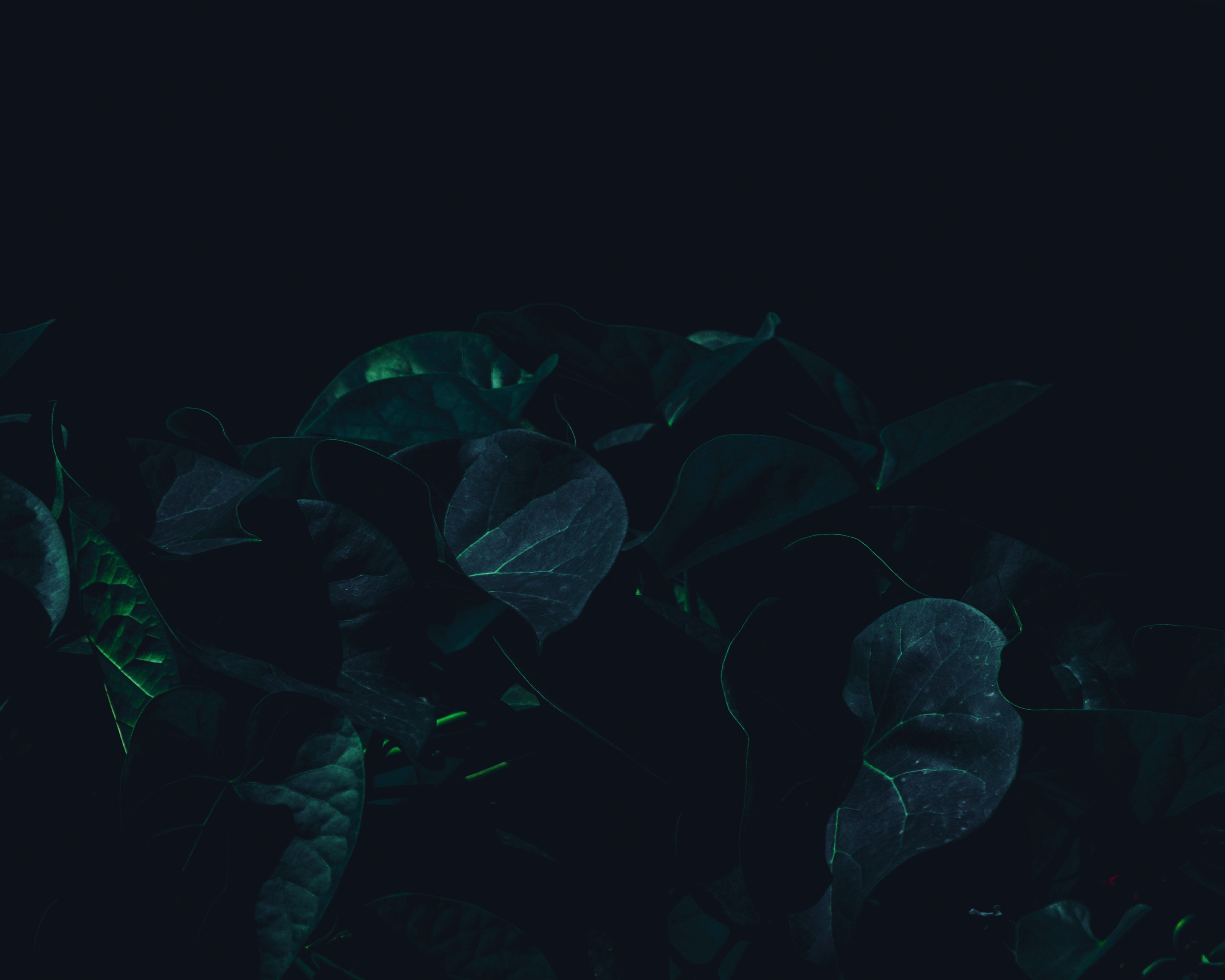 dark, leaves, green, plant, shadows
